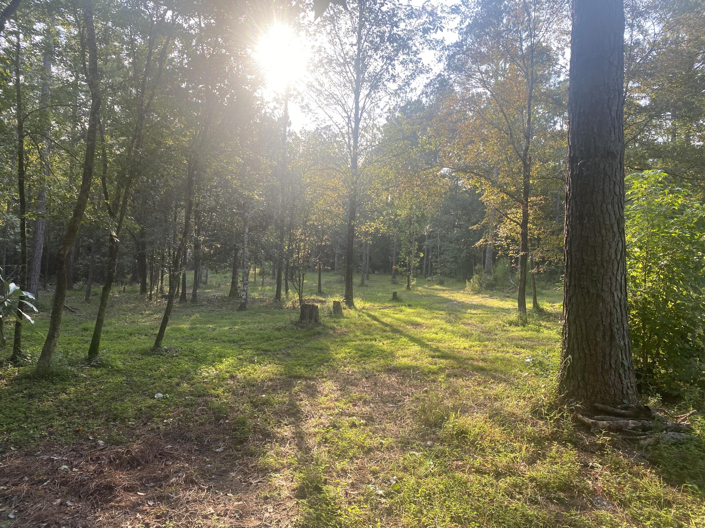 Perfectly peaceful 10 acres in the country. A portion of the land has been cleared, leaving mature trees, to create a beautiful home site. Well and electricity are already in place. There is a storage shed and pole barn on the property.