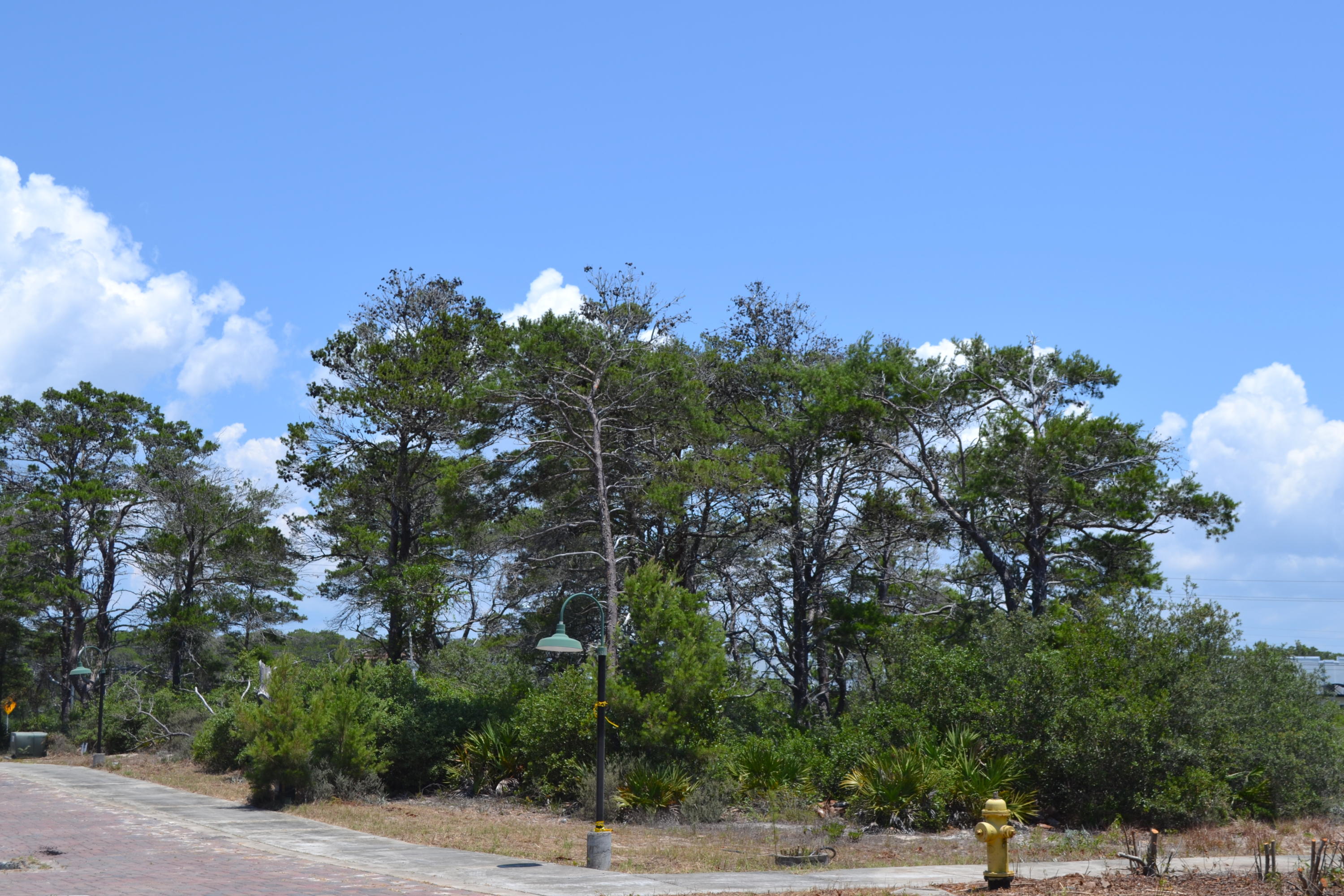 Grove at Inlet Beach - Land