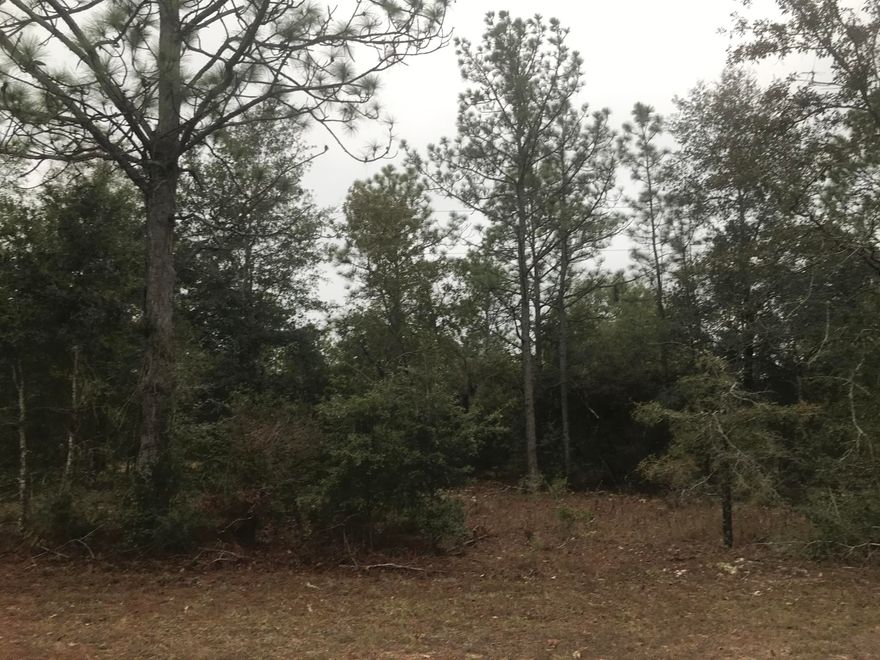 PRIME PROPERTY with over 1100 feet on a paved road that is perfect for a country estate or hunting property! This property is high and dry and not in a flood zone. Great opportunity to purchase beautiful acreage at under $3000 per acre.