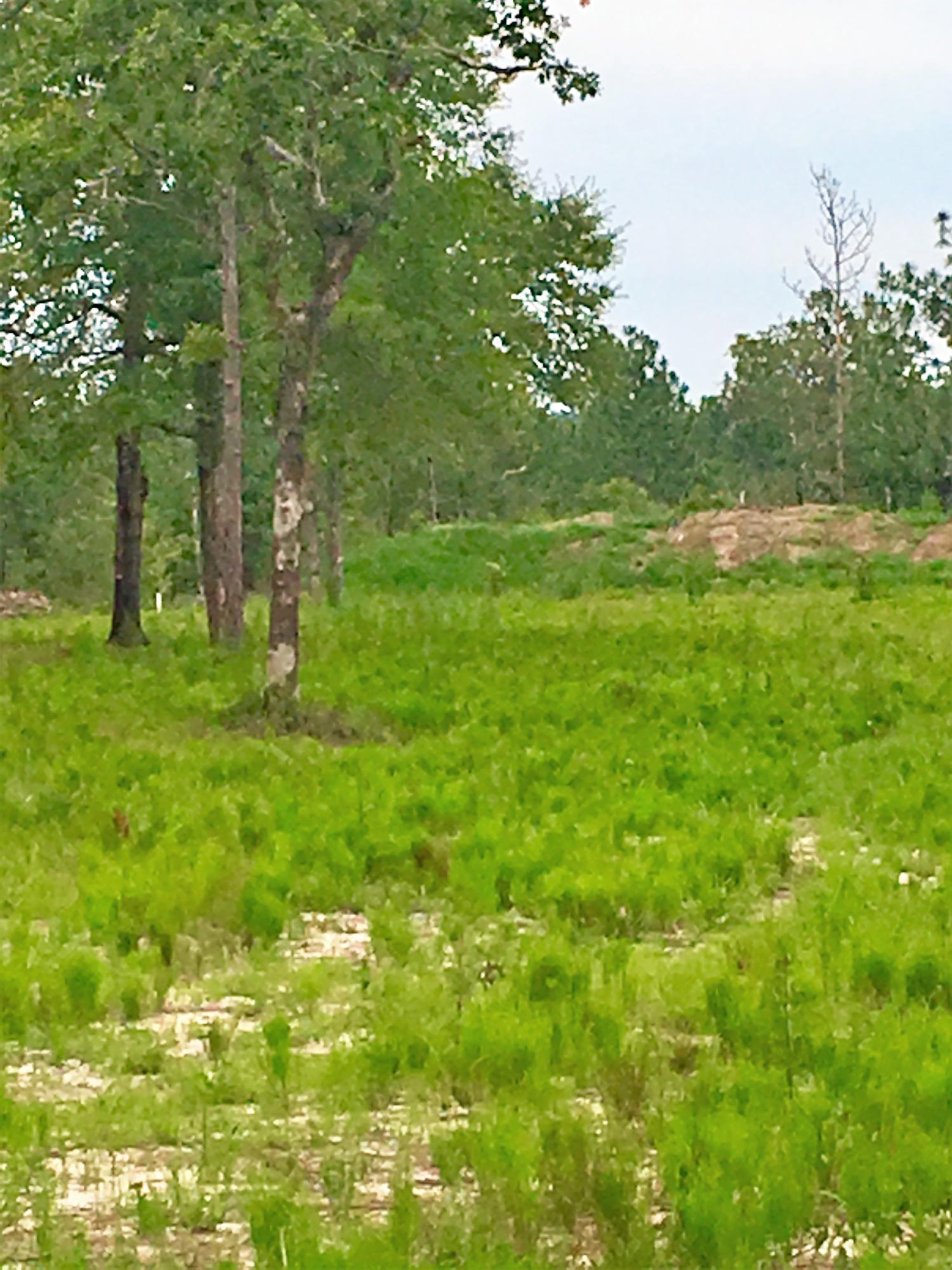 All those working at Eglin or Niceville or Ft. Walton here is5 acres to build that dream home! Or you could put that new manufactured home. Property has been cleared except for buffer area of woods left around the sides. Planted in Bahia grass. Has water tap installed, power pole, and front gate. Has small shooting Seller has over $10K in improvements, most of the major set-up expenses. Will consider owner financing.
