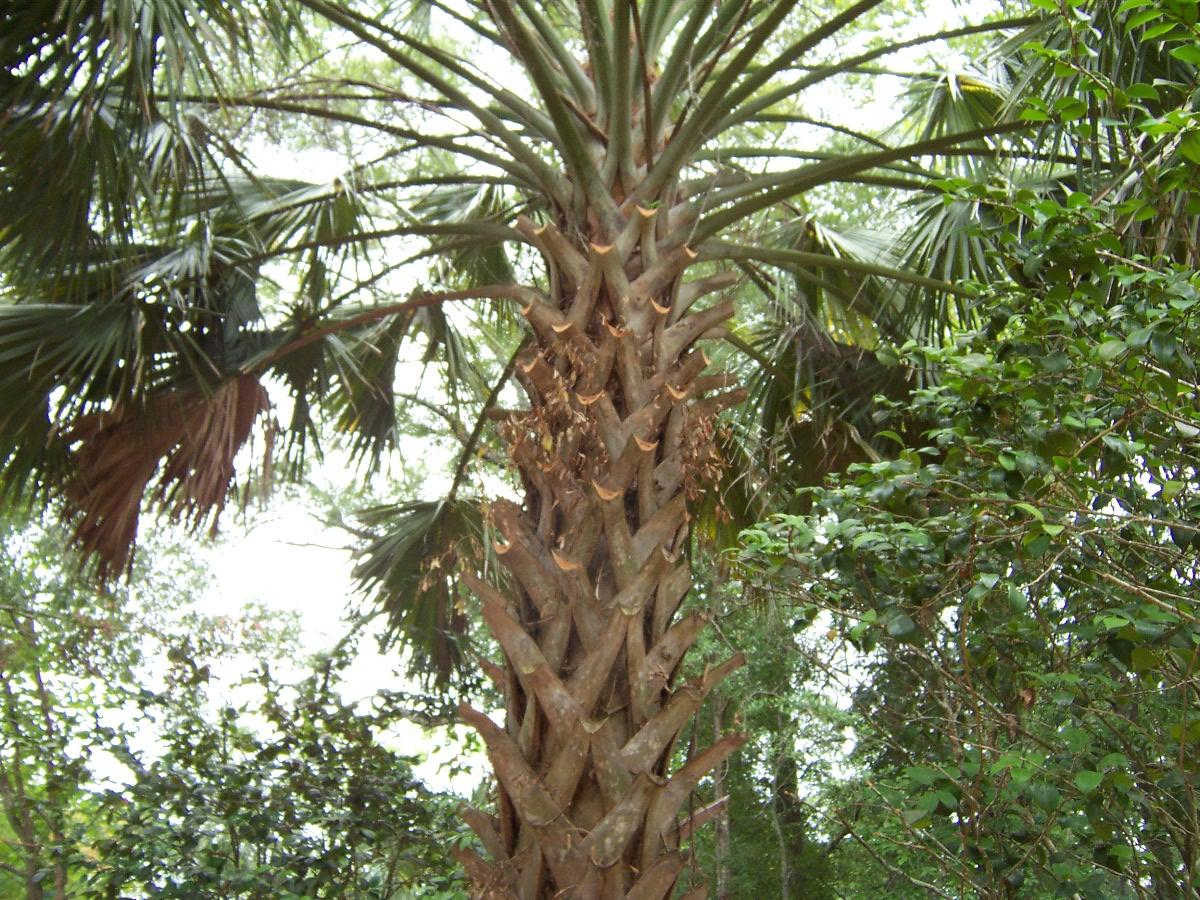 DEFUNIAK SPRINGS TOWN OF - Residential