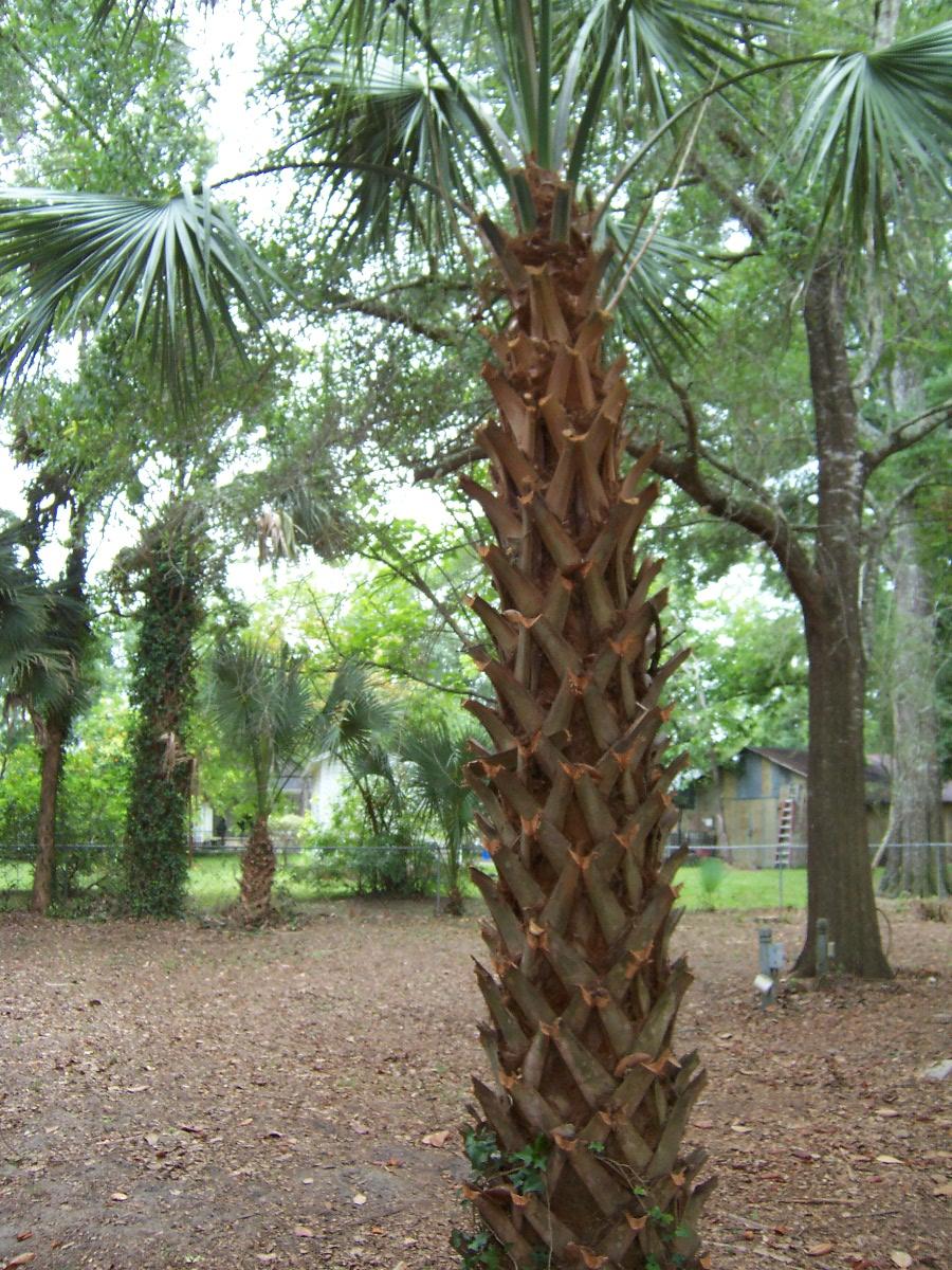 DEFUNIAK SPRINGS TOWN OF - Residential