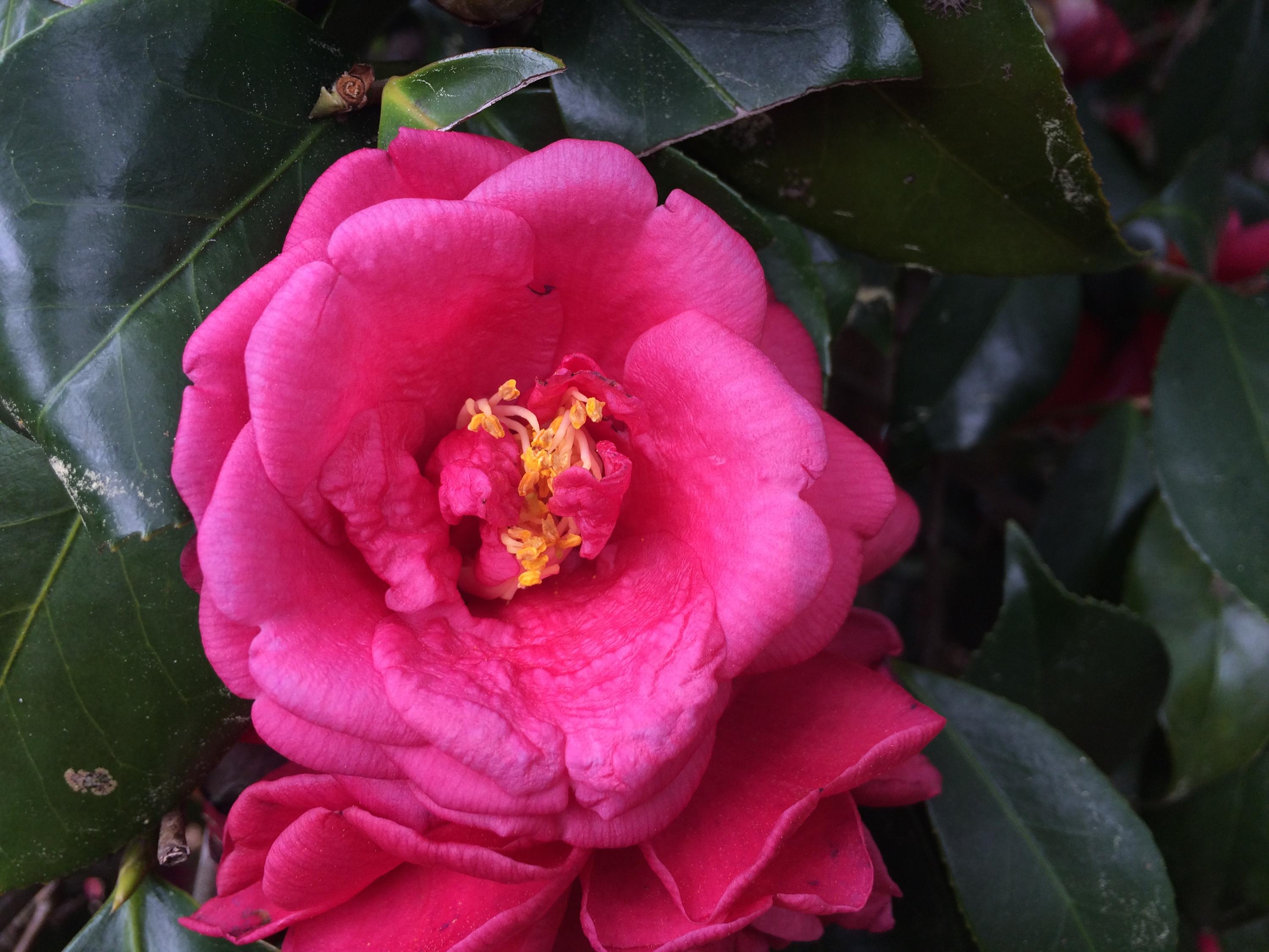 CEDAR RIDGE - Residential