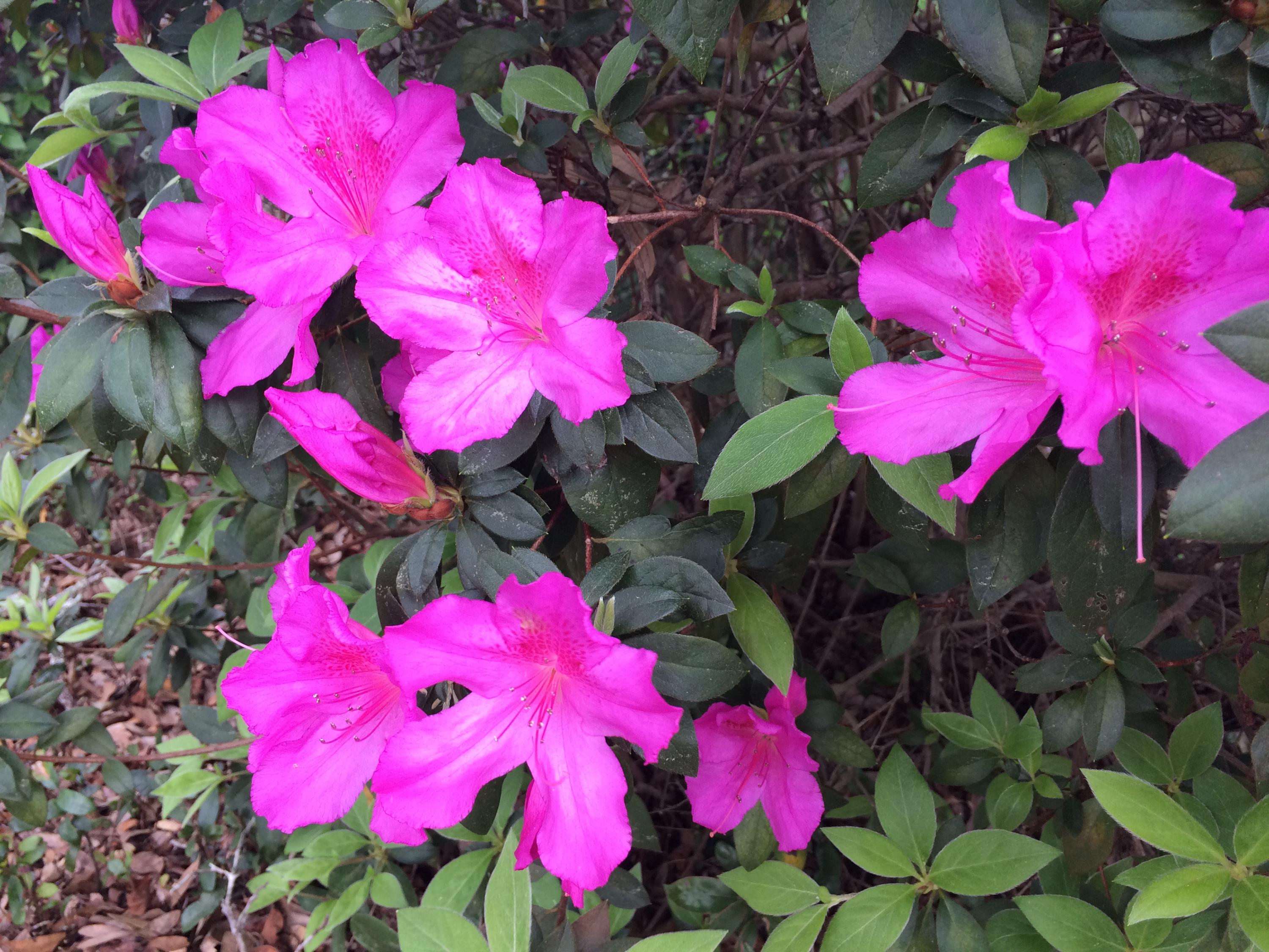 CEDAR RIDGE - Residential