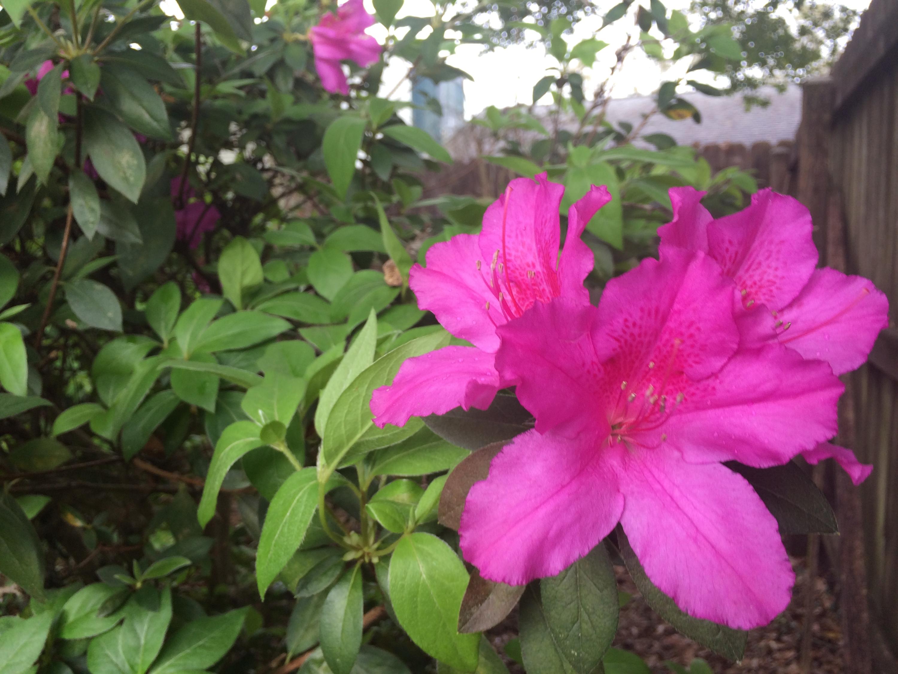 CEDAR RIDGE - Residential