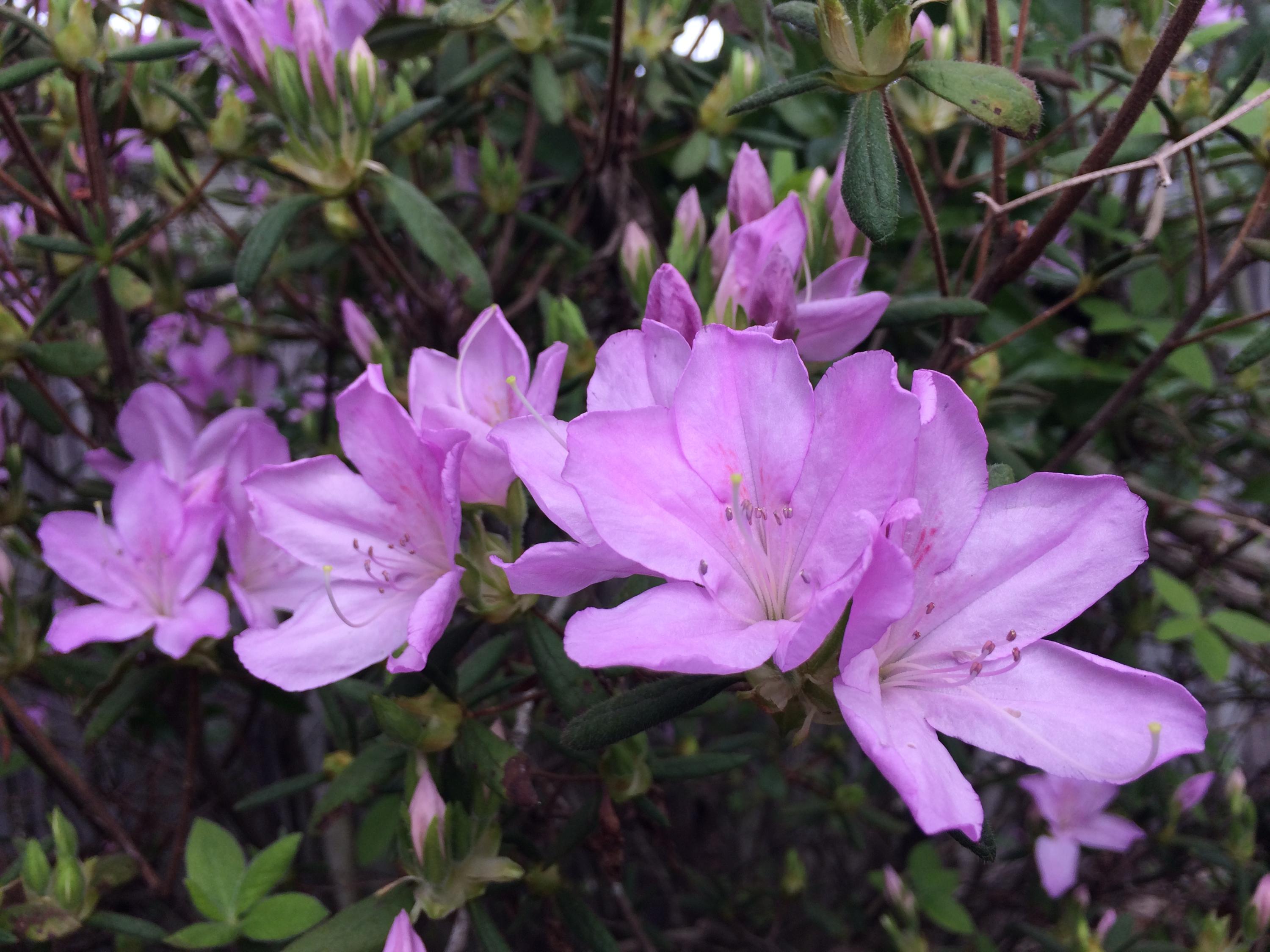 CEDAR RIDGE - Residential