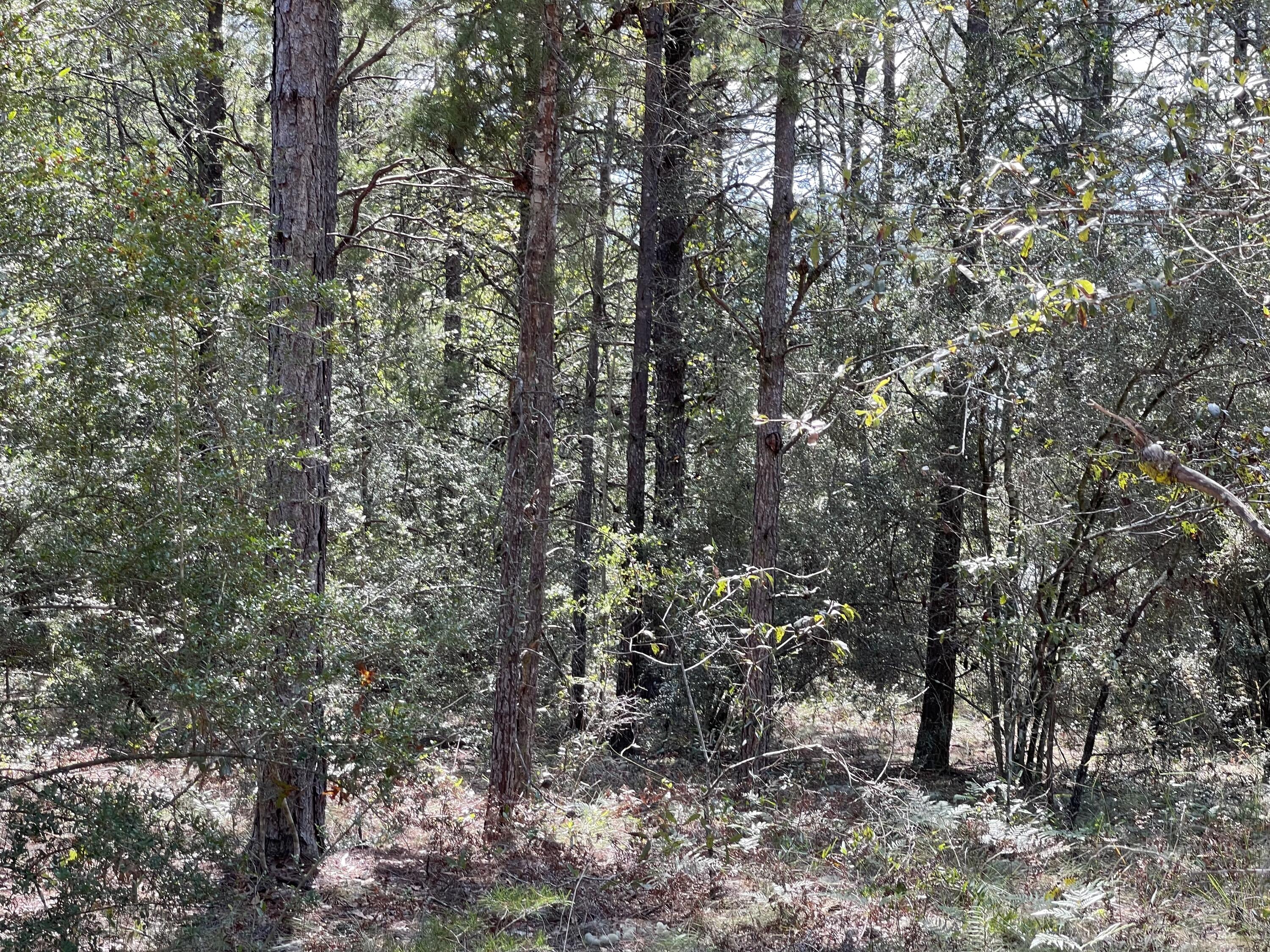 OAKWOOD HILLS UNIT 1 - Land