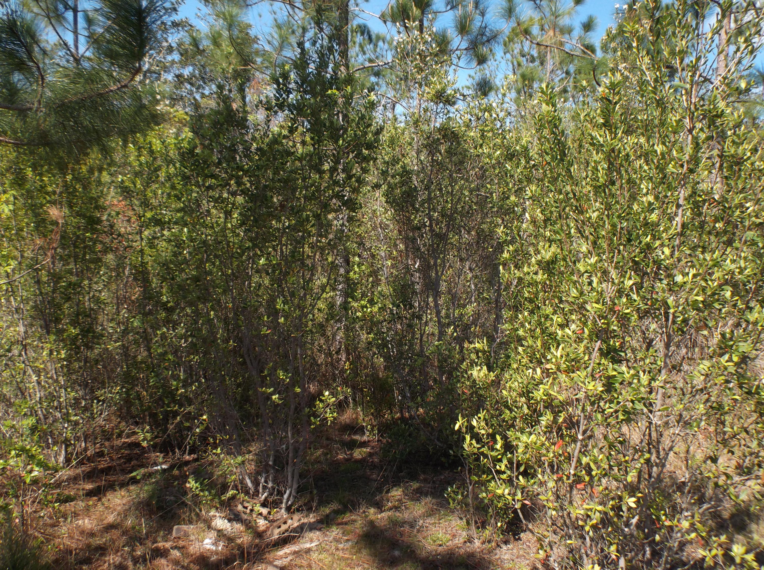 PAGE PLACE 3 PH 2 - Land