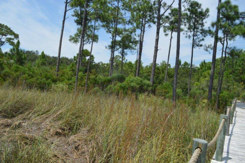 LAKE PLACE AT GRAYTON BEACH T/H - Land