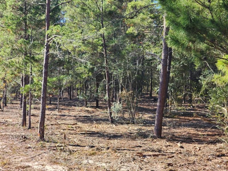 TRACT 42 HOLLEY FAMILY PROPERTY PH II - Land