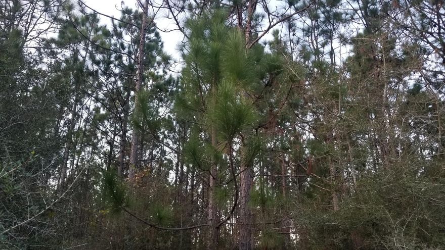 This beautiful property would make a great home site or recreational tract! There is plenty of room to hunt, ride atv's, or just get outside and enjoy nature. It's filled with merchantable, long leaf pine and conveniently located on a paved road. Call today to set up a time to see it!