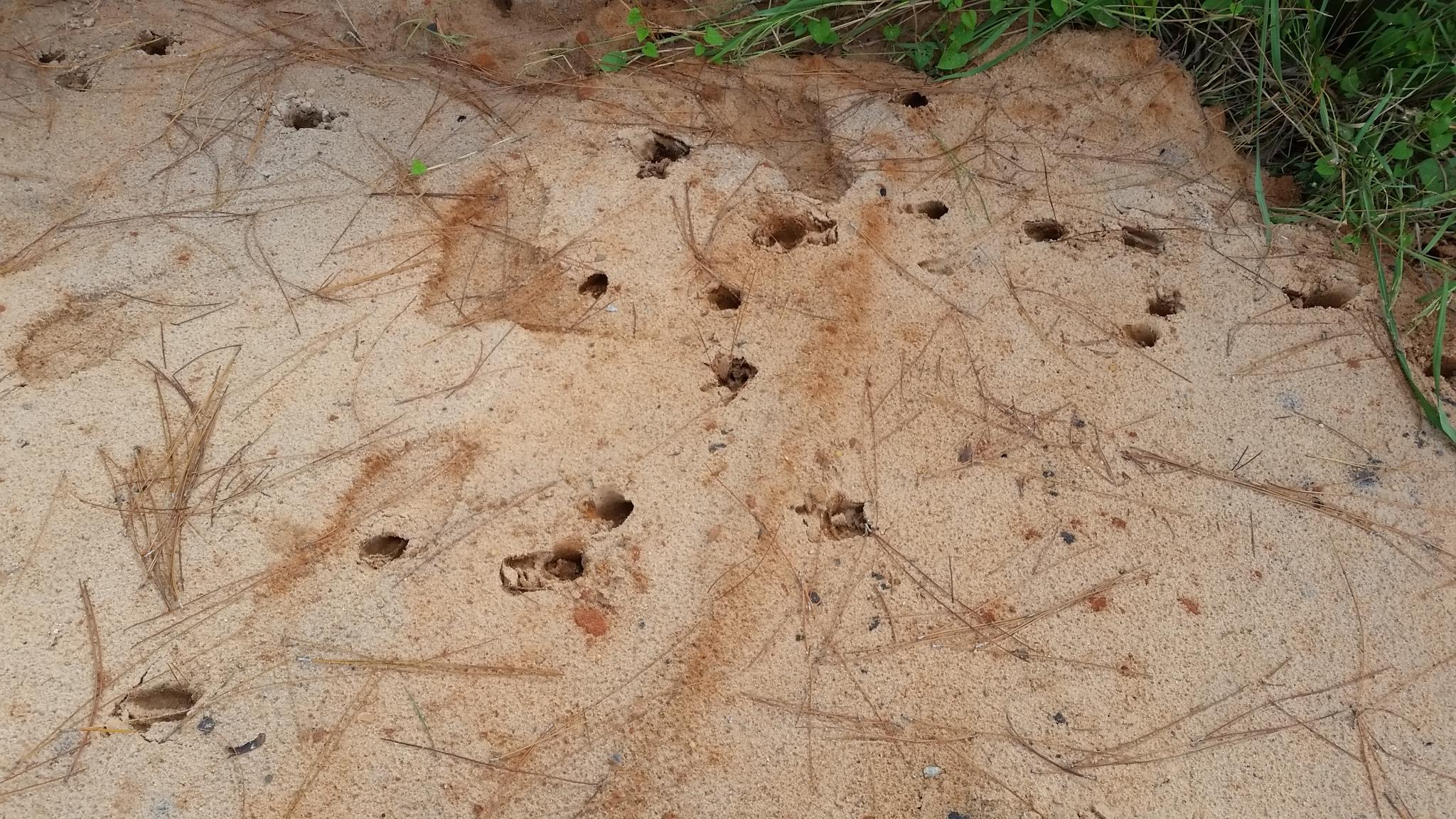 Topsail Walk - Residential