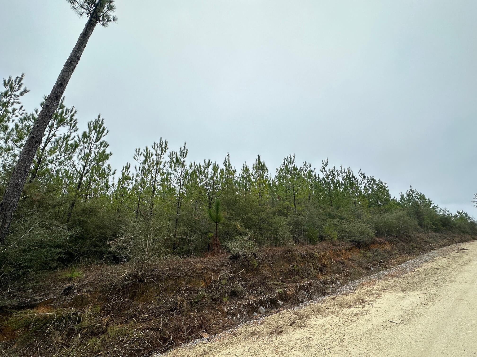 Dream Location for Country Living or Hunters Paradise either way you won't want to miss this opportunity! This Beautiful 23.46+/- Acres of prime land has so much to offer,Planted Pine- young pines. Bring your build plans, hunting gear, Horses and ATVS LOCATION LOCATION!!!! This Property has Easy Access to Panama City Beaches I-10, Hwy 79, and Hwy 90.