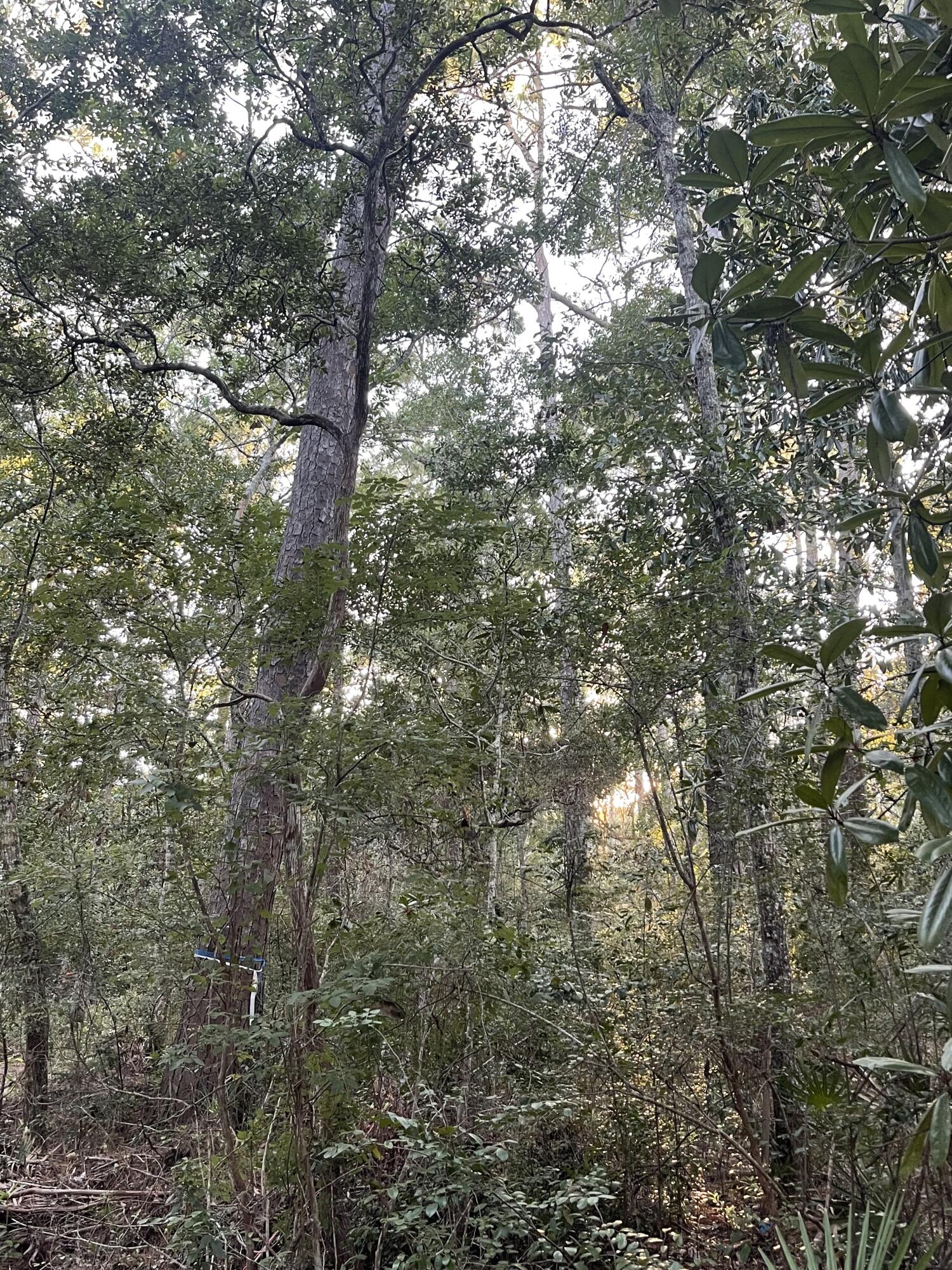 WOODS THE - Land