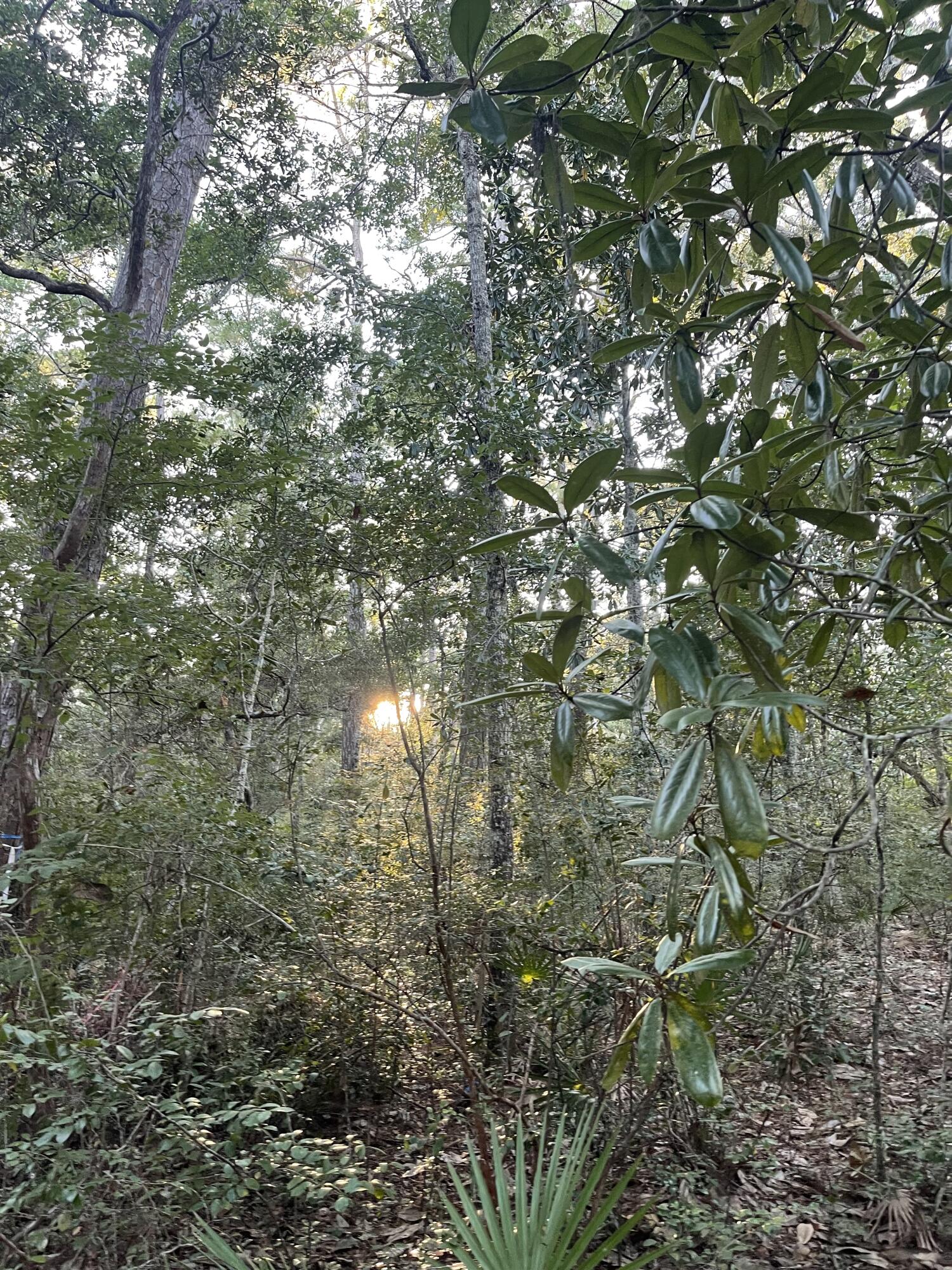 WOODS THE - Land