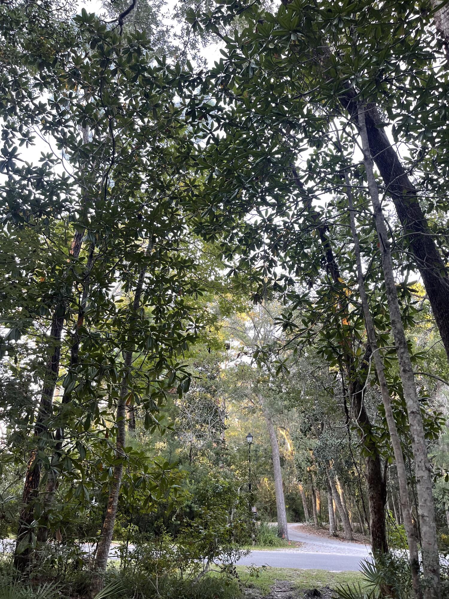 WOODS THE - Land