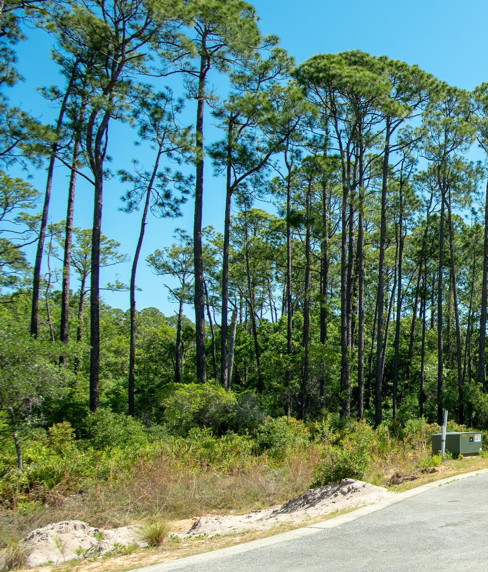 TREETOP - Land