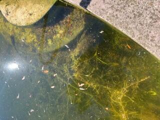 PALM SHORES - Residential