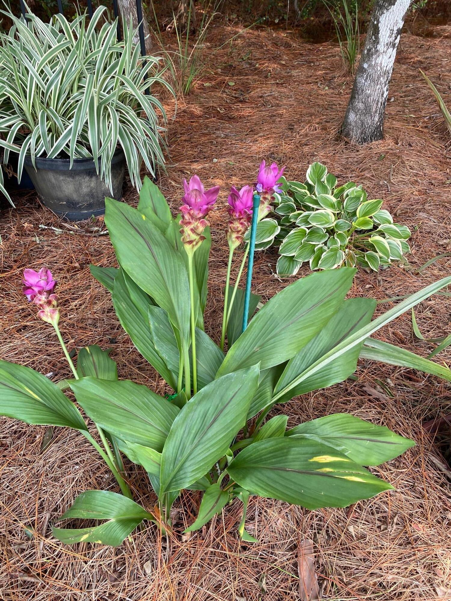 BAYSHORE PLACE PH 3 - Residential