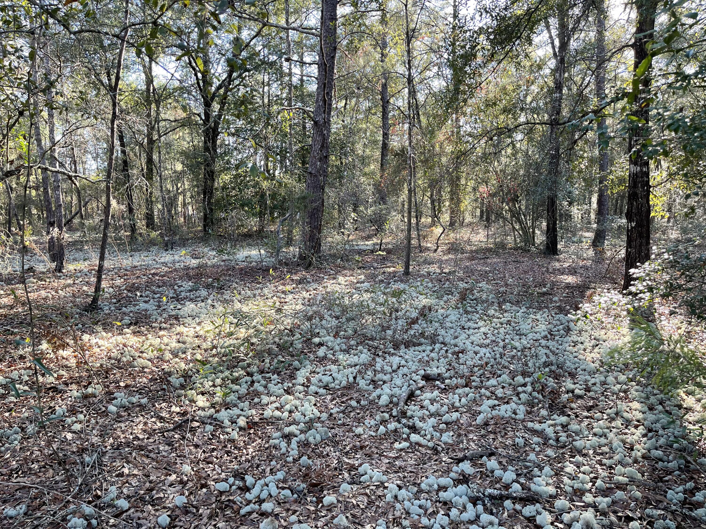 OAKWOOD HILLS UNIT 5 - Land