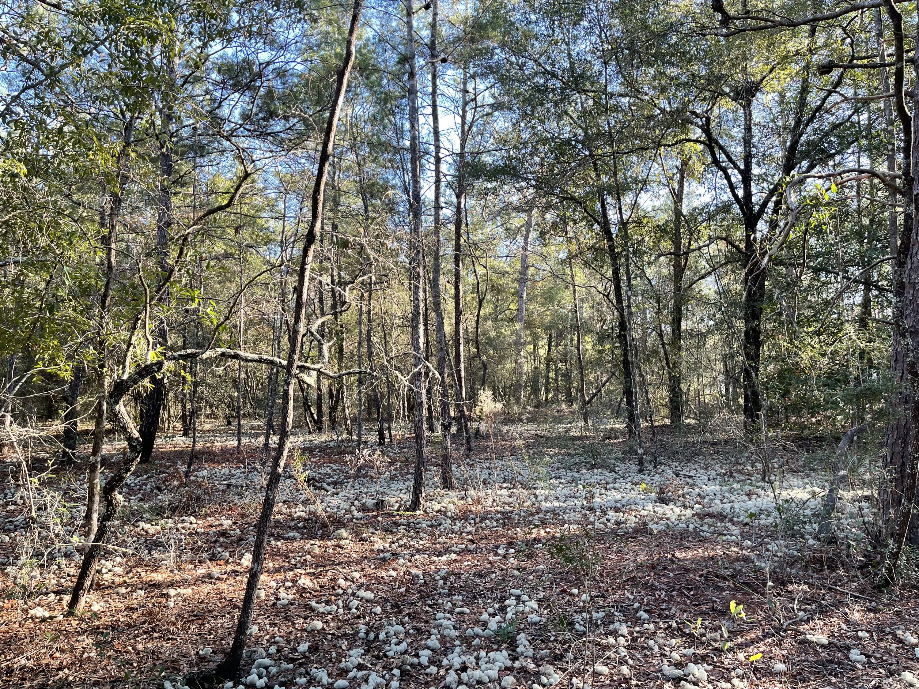 OAKWOOD HILLS UNIT 5 - Land