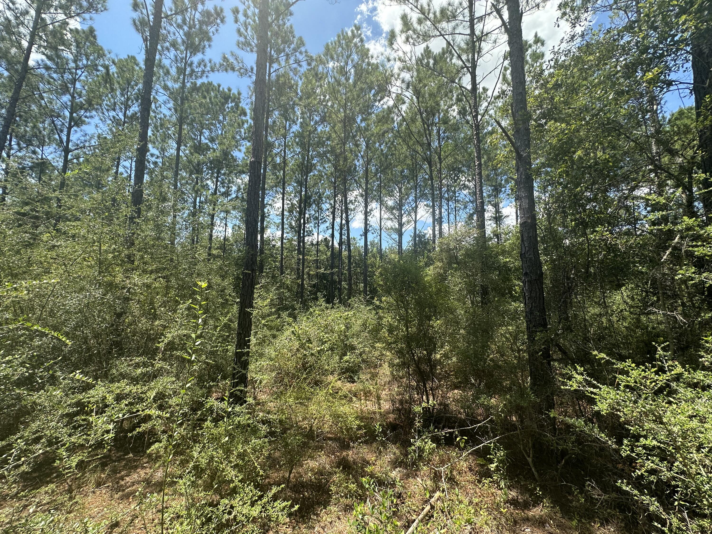 Bring your House and Barn plans today! 15 Acres of Prime wooded land. Growing area just north of Milton and south of Allentown with lots of large lot new brick homes in the area. Gravel road power is in place. This property has easy access to Hwy 89, and Hwy 87 N, and is just a short distance from various restaurants, grocery stores, and military bases.Little restrictions and Elbow room to build all your dreams!