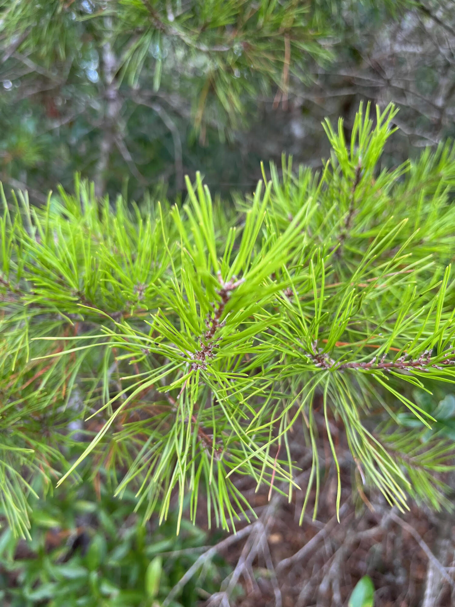 SPRING HILL ESTATES - Land