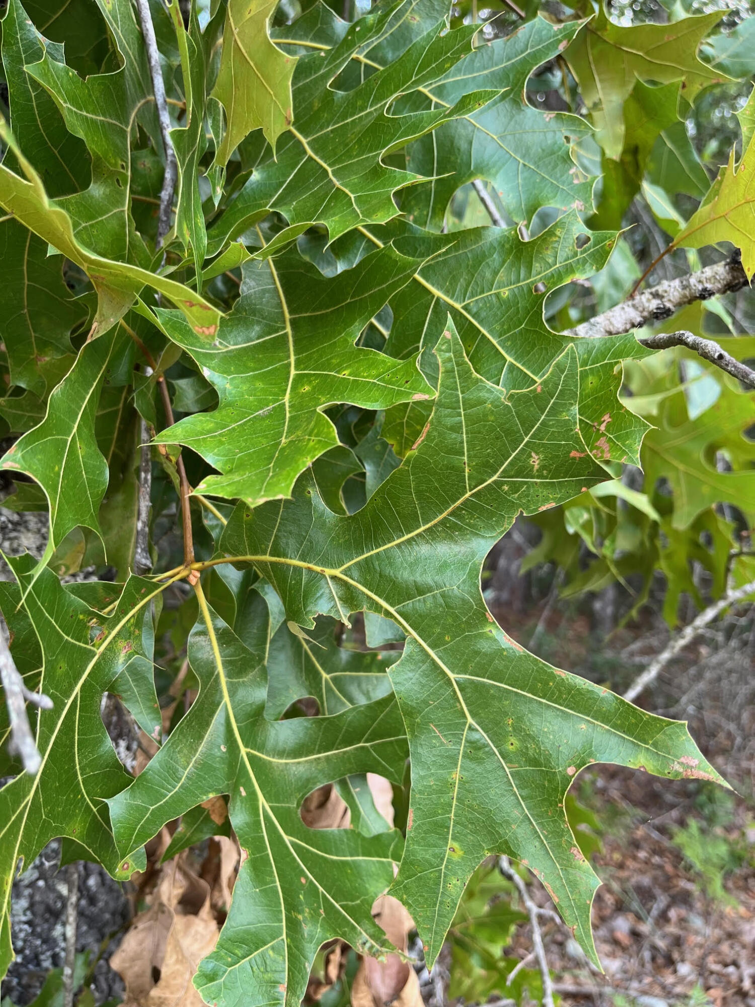 SPRING HILL ESTATES - Land