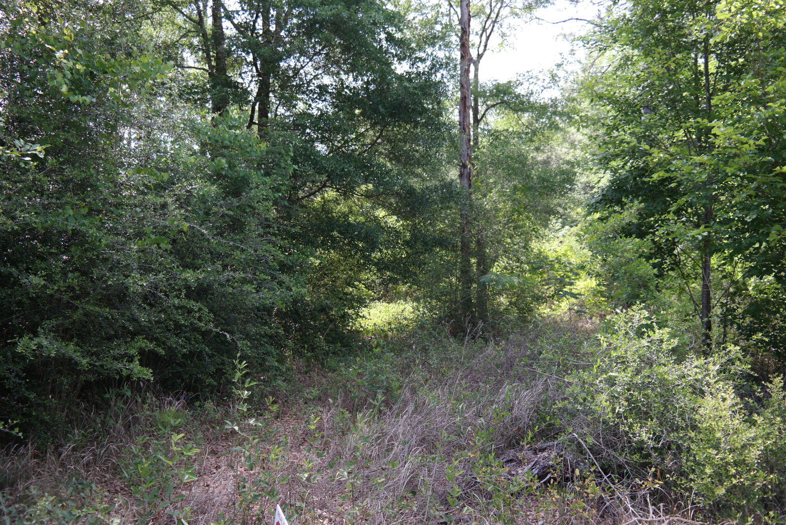 PLANTATIONS THE - Land