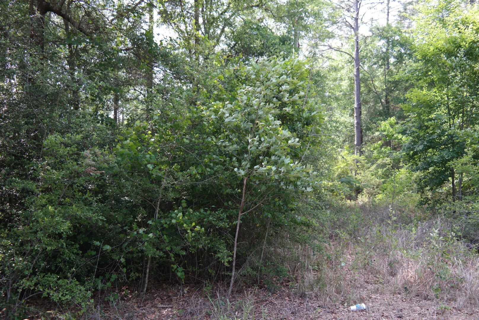 PLANTATIONS THE - Land