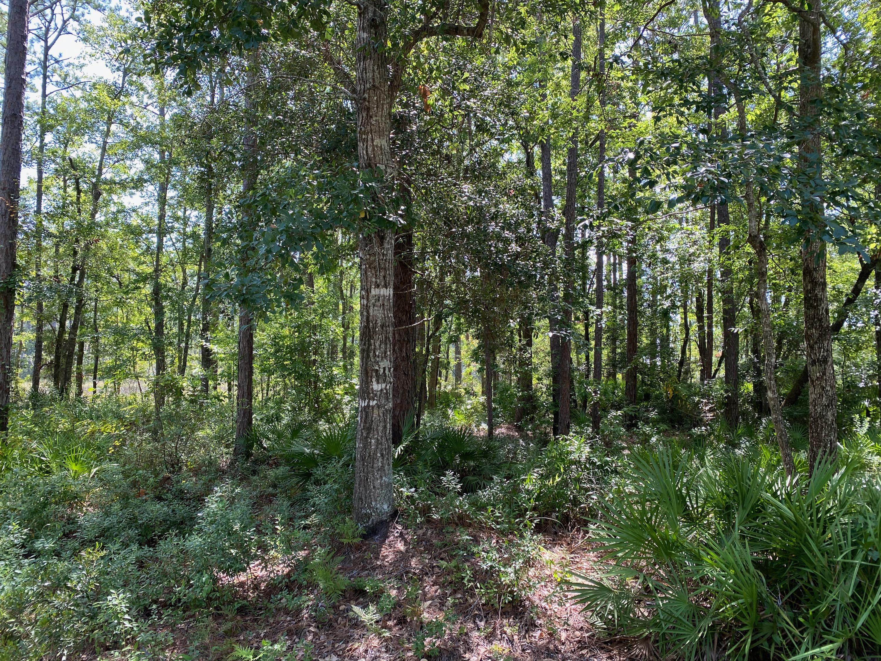 CROSS CREEK SHORES - Land