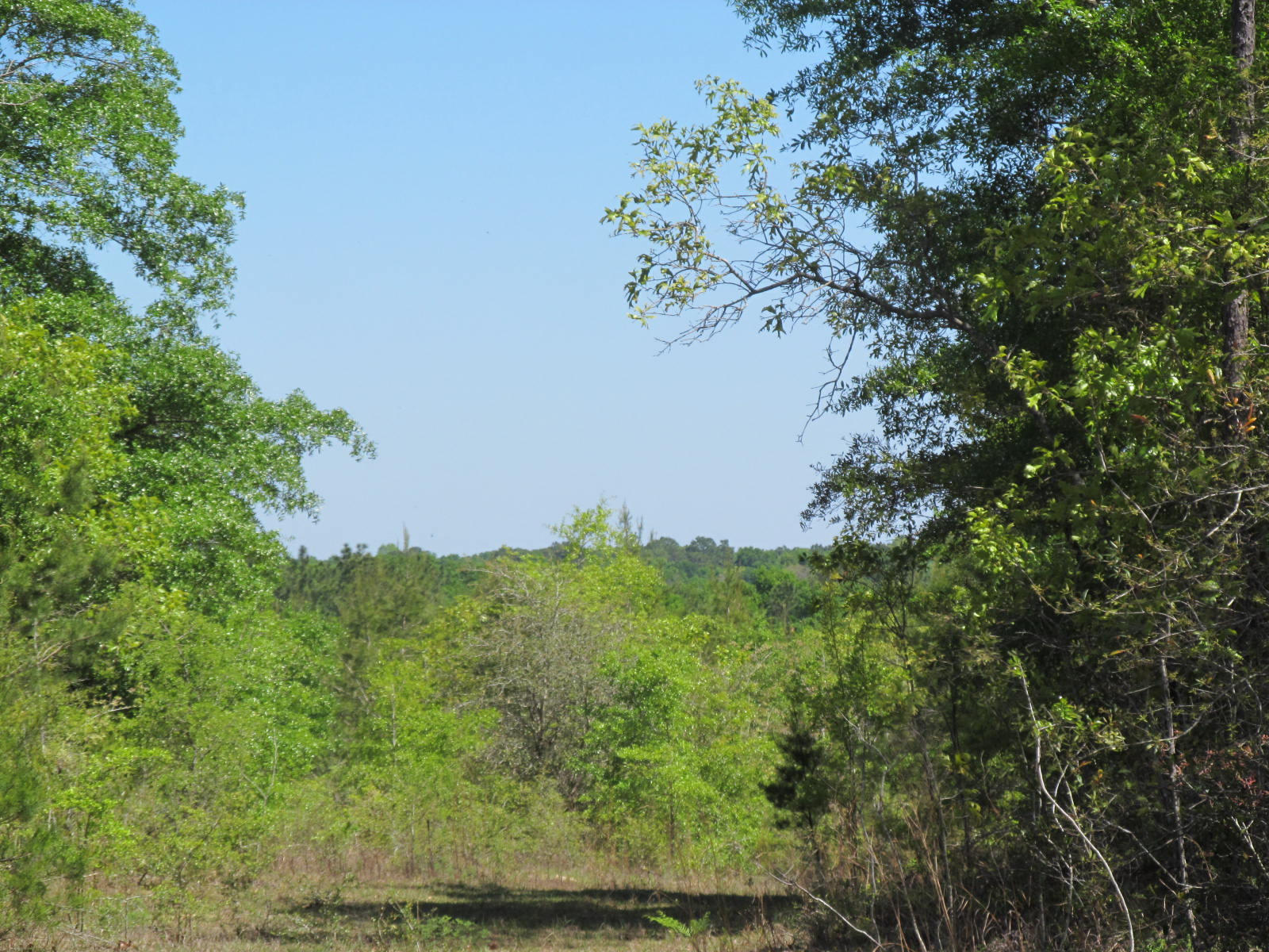 6.5 ACRES! Waterfront Lake Juniper! 389 feet of waterfront! Wooded. Zoned Urban Residential ( 4 units per acre!) Paved road. City water. Minutes to Downtown and all amenities! One of a kind waterfront parcel! Lake Juniper is a state managed 620 acre man made fishing lake! Big bass, big bream & crappie!