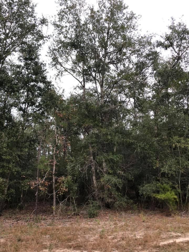 Beautiful Wooded plot of ground with old growth on it. LOTS of road frontage. Like to swim or dive? right down the road from Ponce De Leon Springs State Park.  Build your DREAM HOME on this nice area of Ponce De Leon!  Ponce De Leon Elementary School, and High School are great and Vortex Springs is a few miles away, also you are a short drive to the Worlds most beautiful beaches in South Walton and Panama City Beach, FL