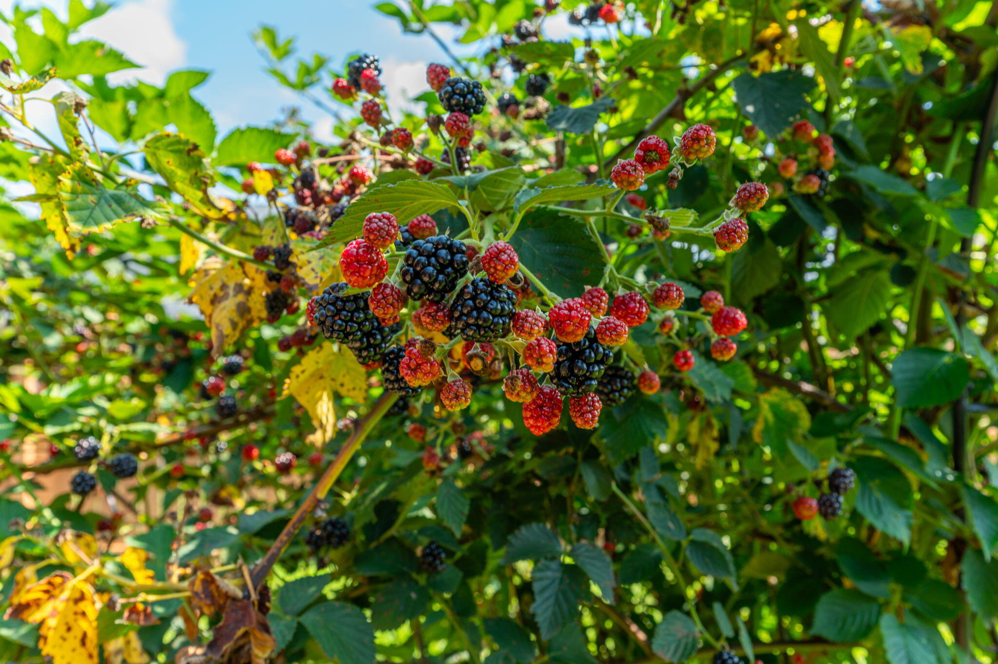 BROOKE ESTATES PH II - Residential