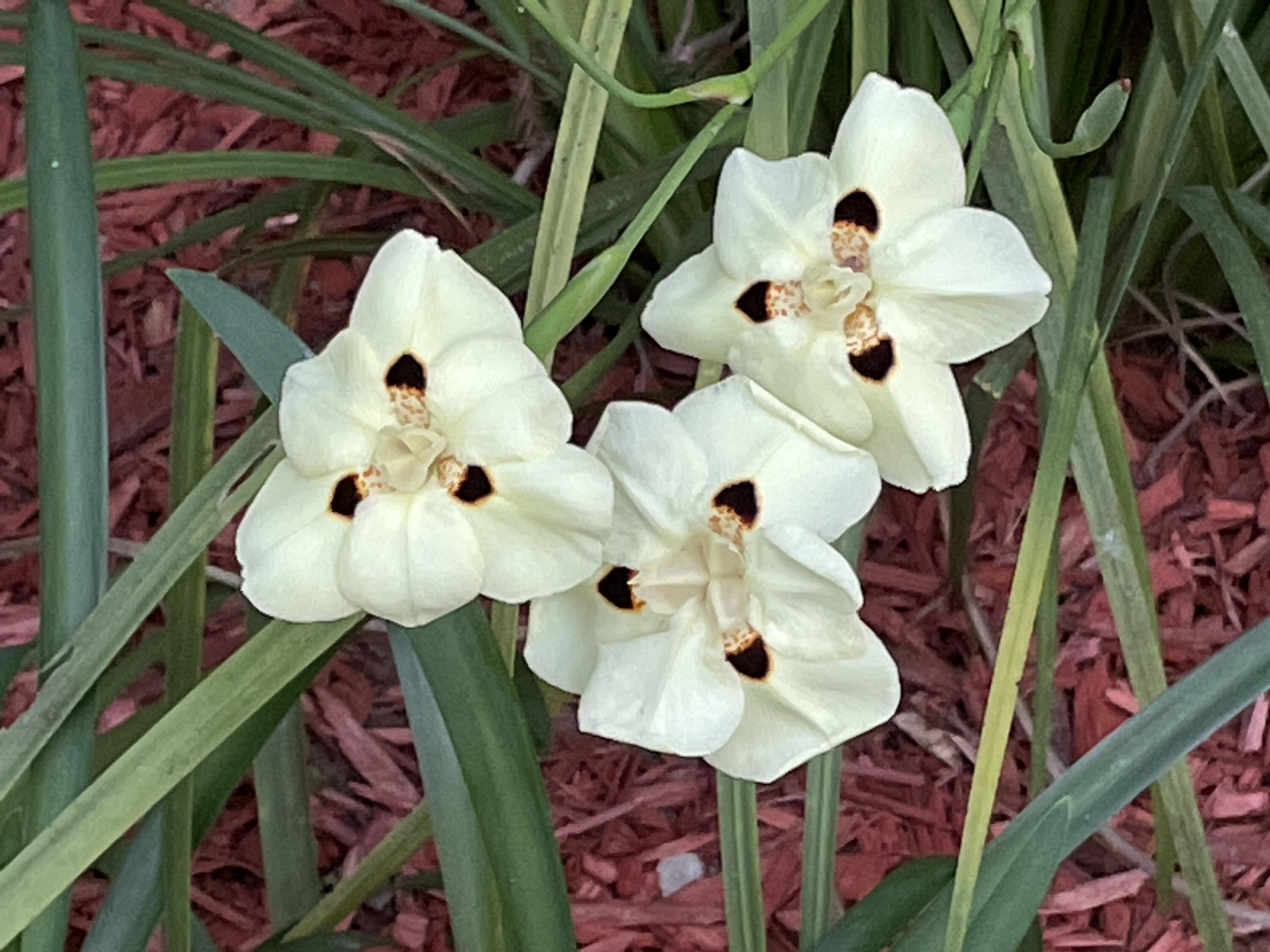 SPRING LAKE ESTATES - Residential