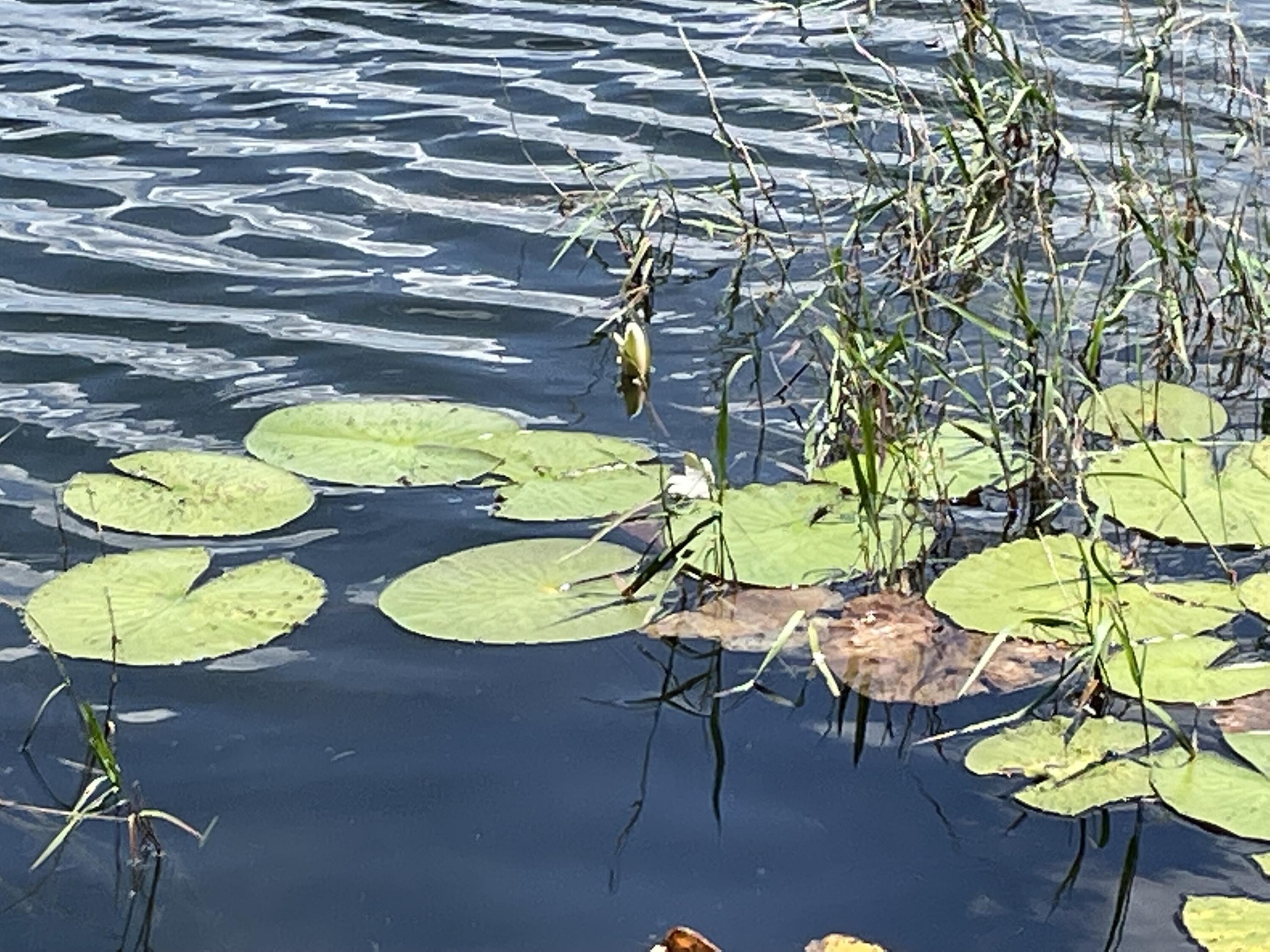 SPRING LAKE ESTATES - Residential