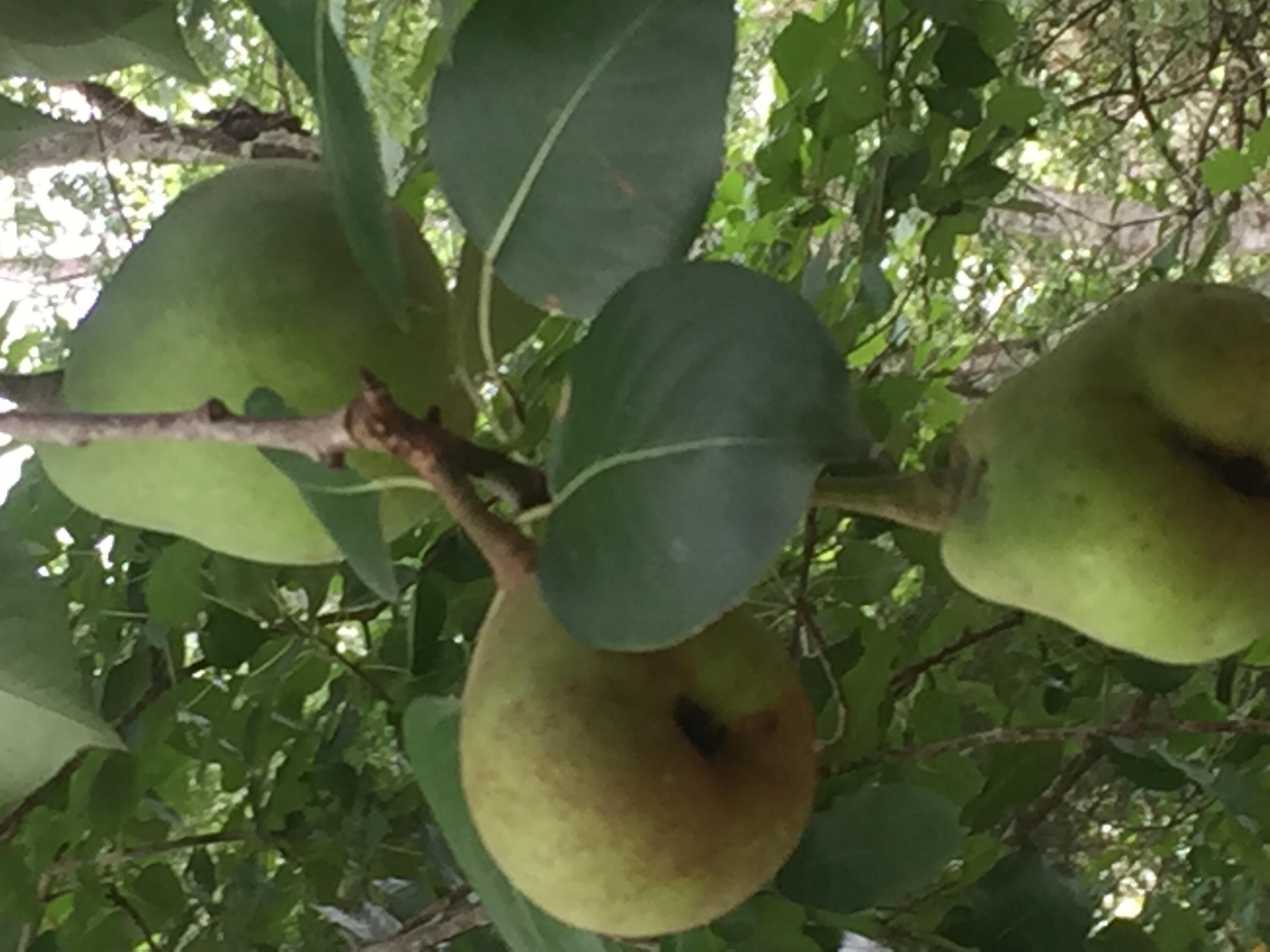 SPRING LAKE ESTATES - Residential