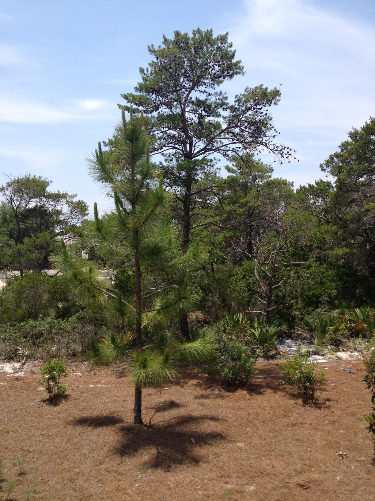 HIGHLAND PARKS - Residential