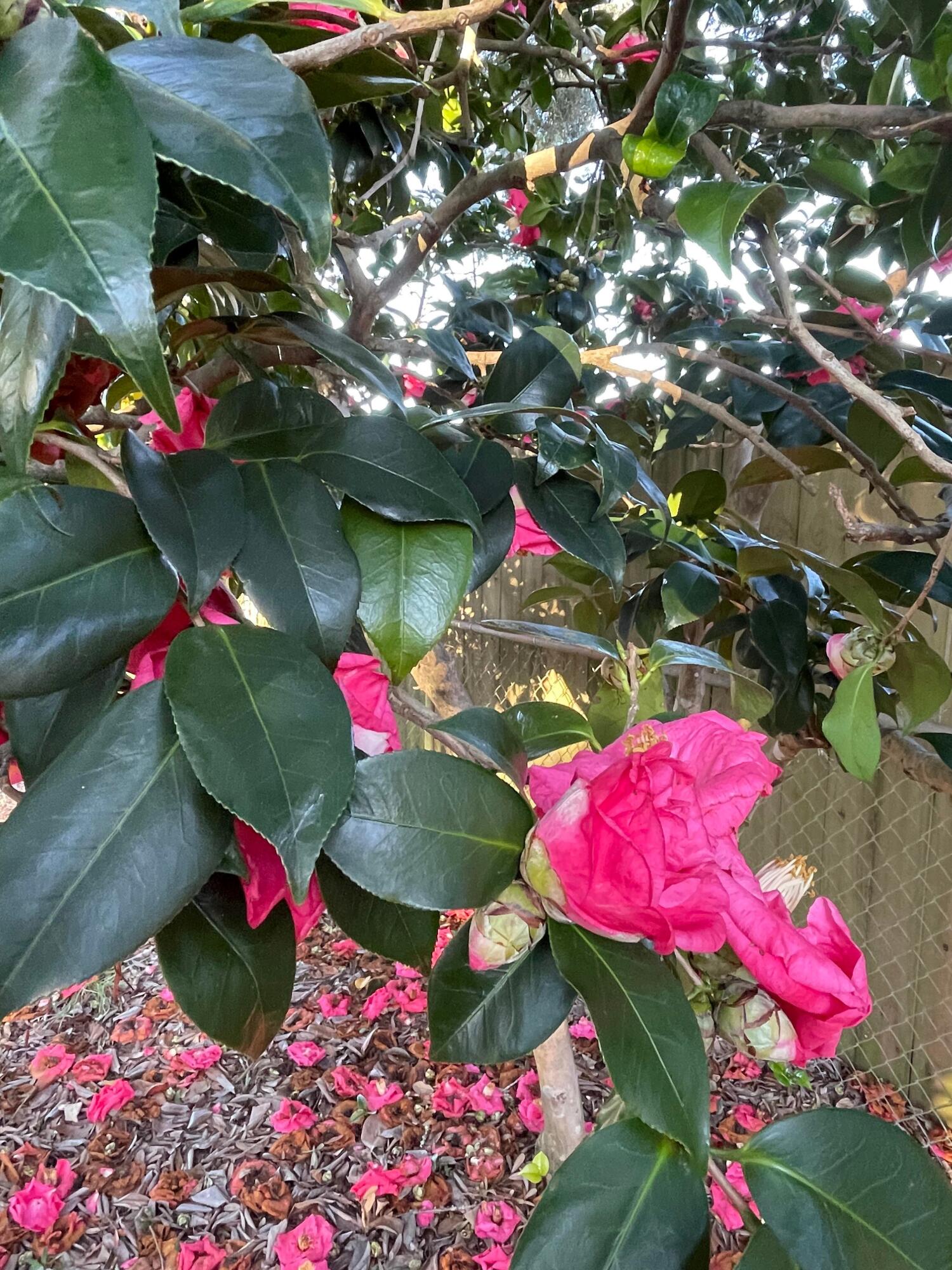 PORT DIXIE - Residential