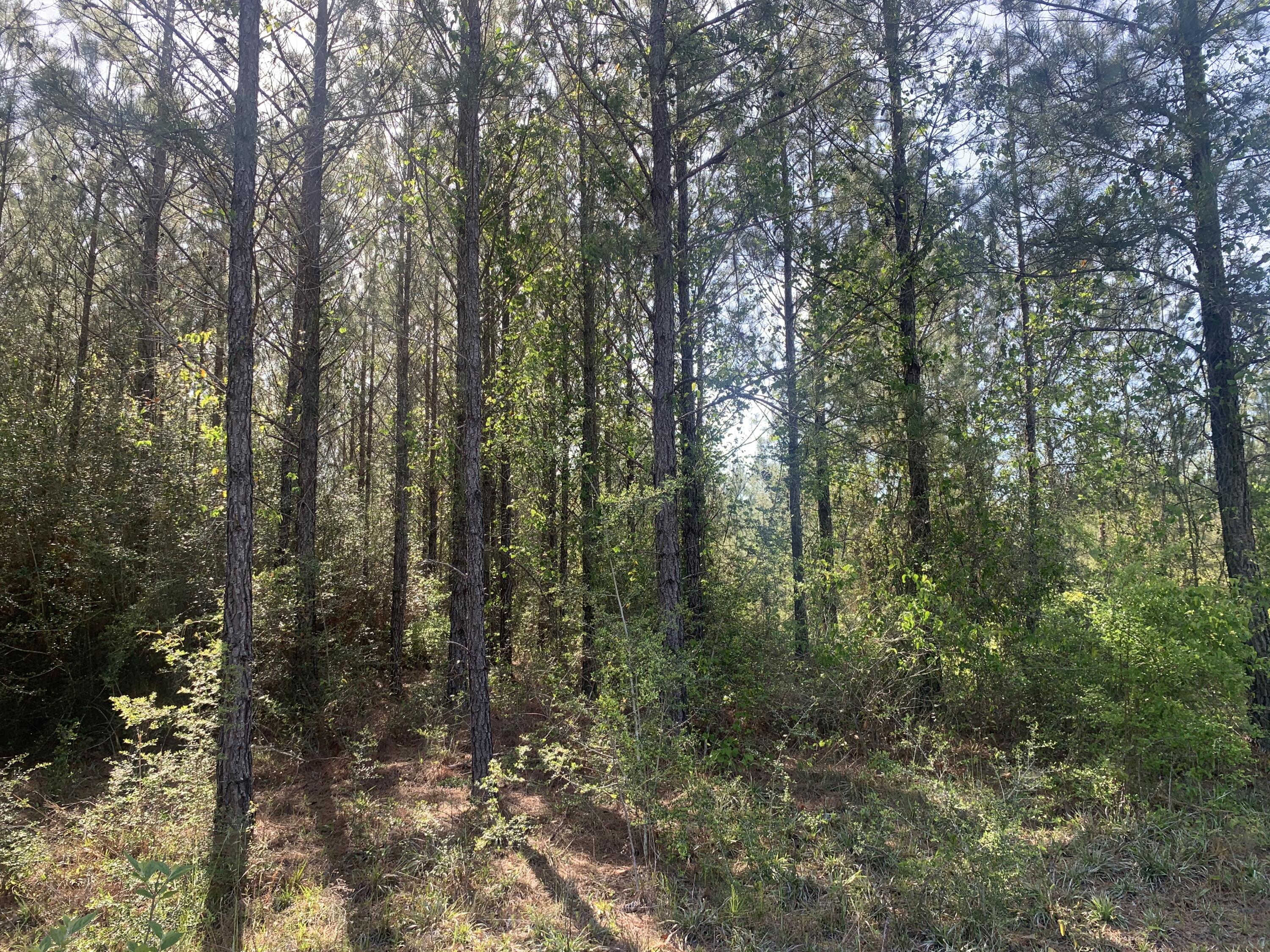 Bring your hunting gear! Zoned agricultural with no HOA or restrictions. Hop on your horse and ride down to Blackwater for a fun day at the river. Showing by appointment only. The access management for Munson Highway requires driveways to be at least 660' apart. If this can't be done, you either have to share a driveway or apply for a variance.
