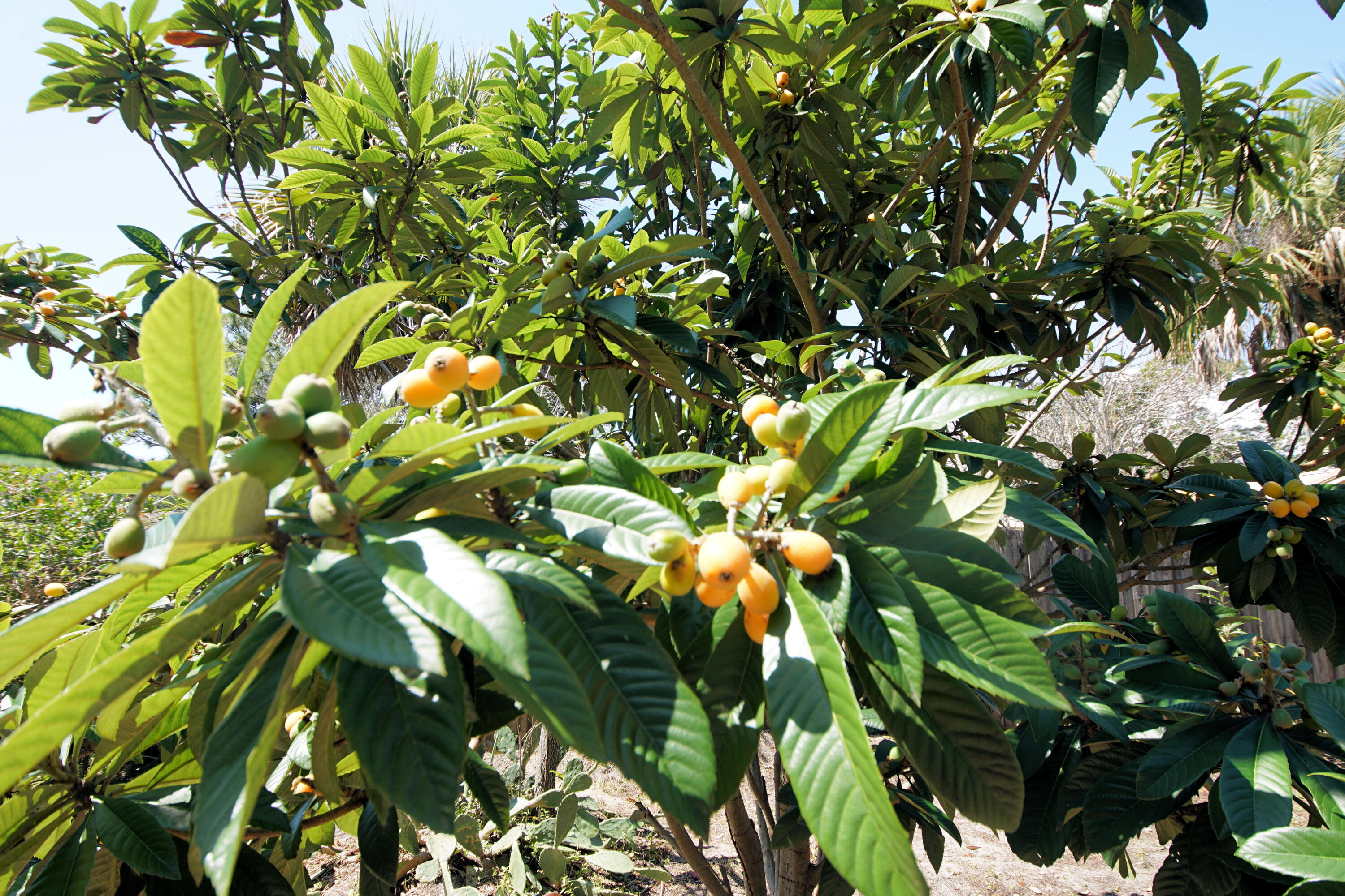 MUNICIPAL S/D - Residential