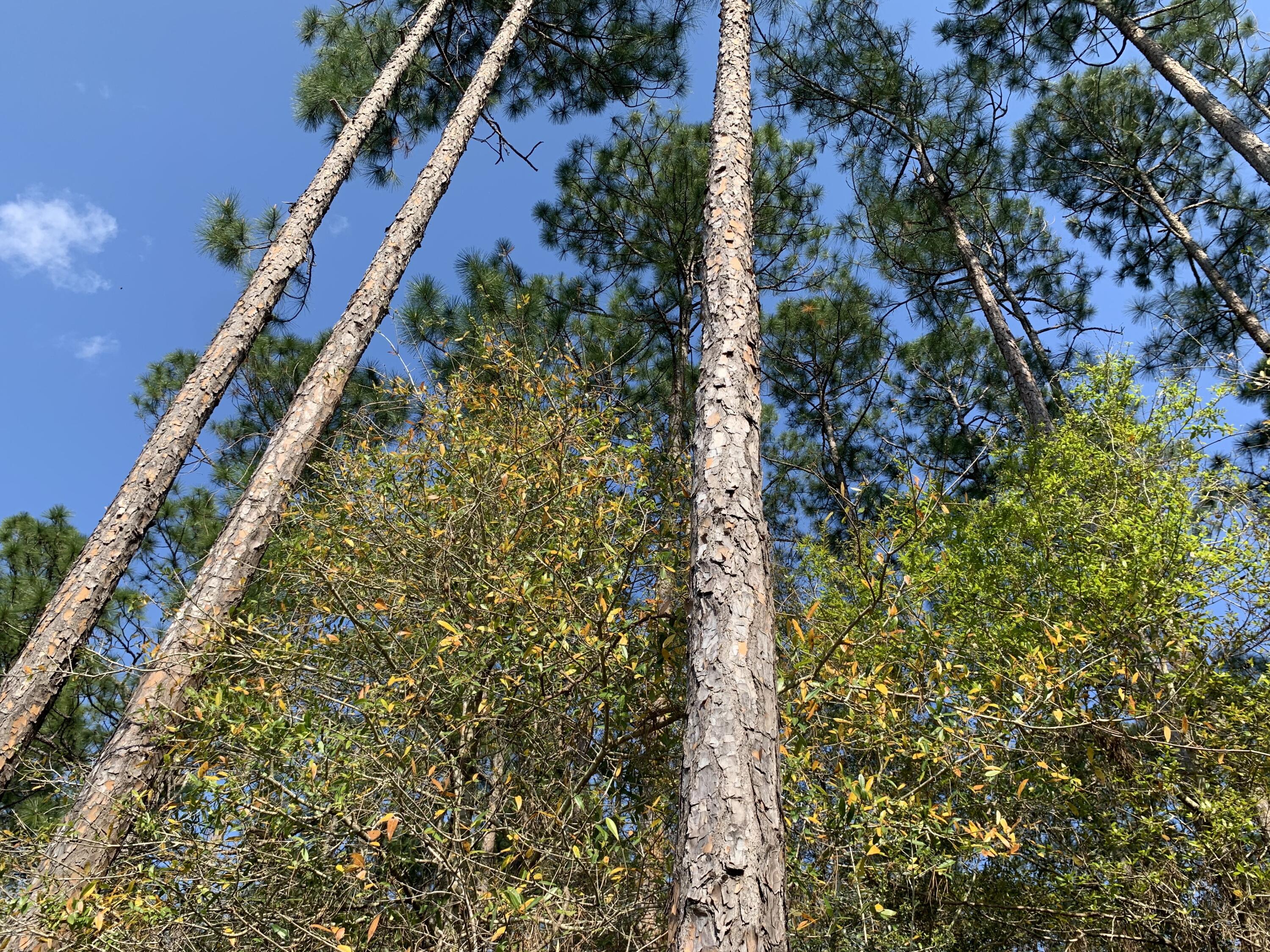 TRIPLE LAKES ESTATES - Land