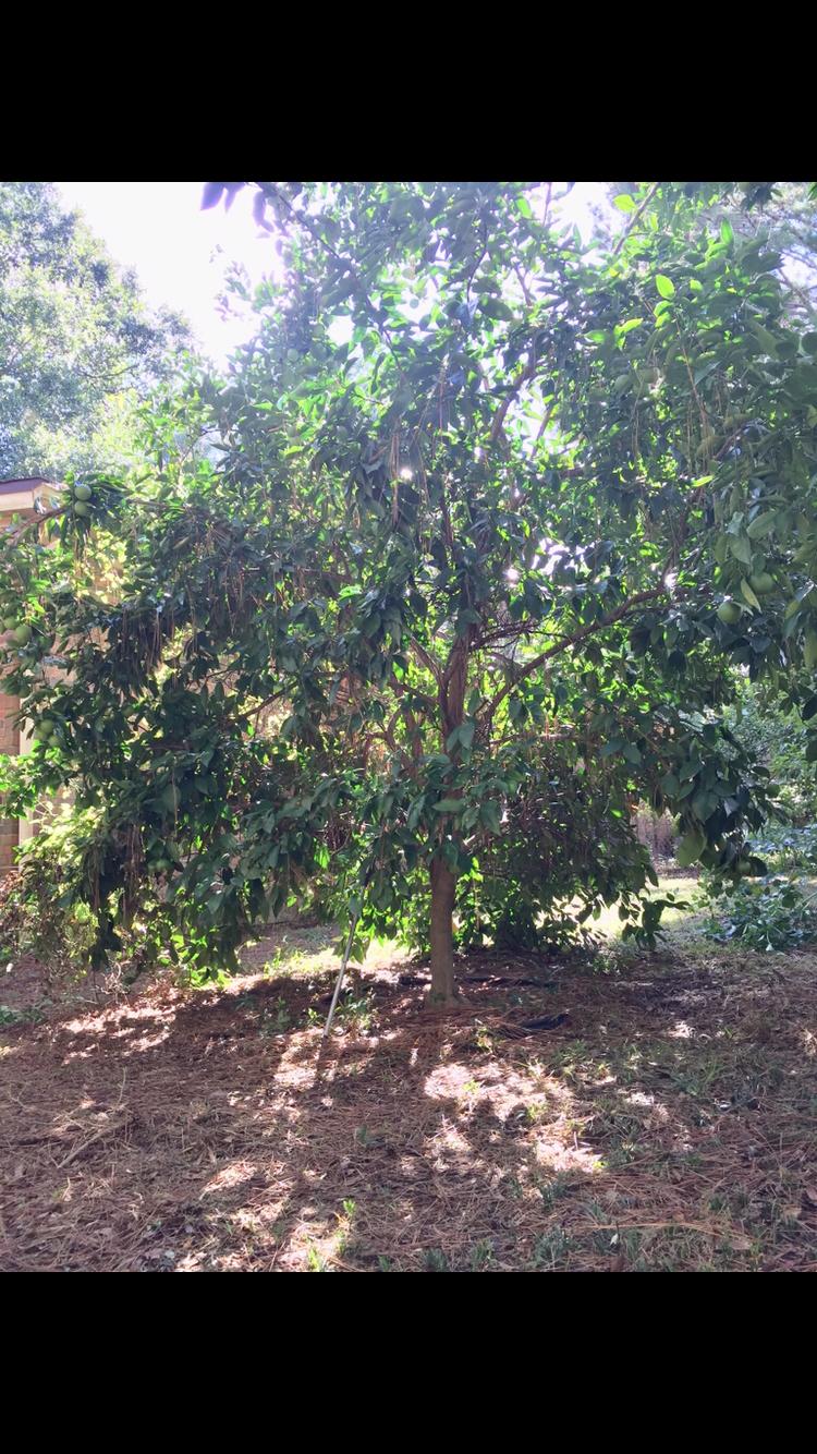 VALPARAISO PLAT 01 - Residential