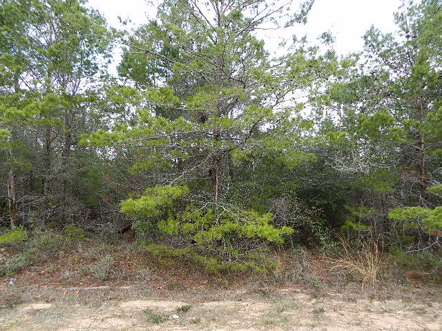 HOLLEY BY THE SEA - Land