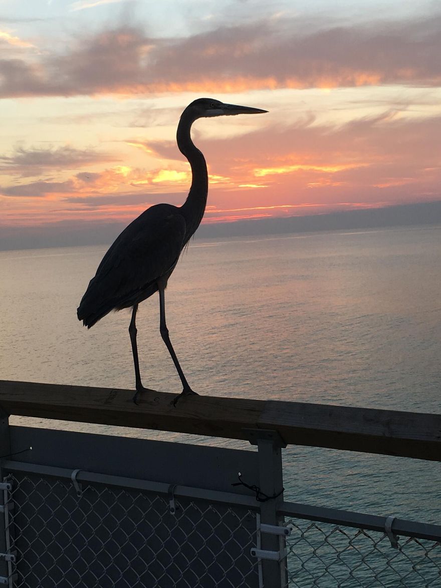 Multiple offers in Hand! Highest and Best requested by Noon Saturday 10/1.  Cozy and inviting, get over and see this fabulous Income-Generating Condo! Visit often, live here full time, OR invite your guests to stay and play!  This beachy one-bedroom condo ''Slice of Paradise'' is solidly branded and has a fabulous 4-year rental history. Owner will turn over the Brand to buyer. Unit overlooks the golf course and one of the 5 pools. Upgraded with granite counter tops, tile in the kitchen and bath, and wood laminate flooring in the living areas and bedroom, it comes Fully Furnished. Sandpiper Cove is a gated 43-acre resort with 1,100 feet of private beachfront,