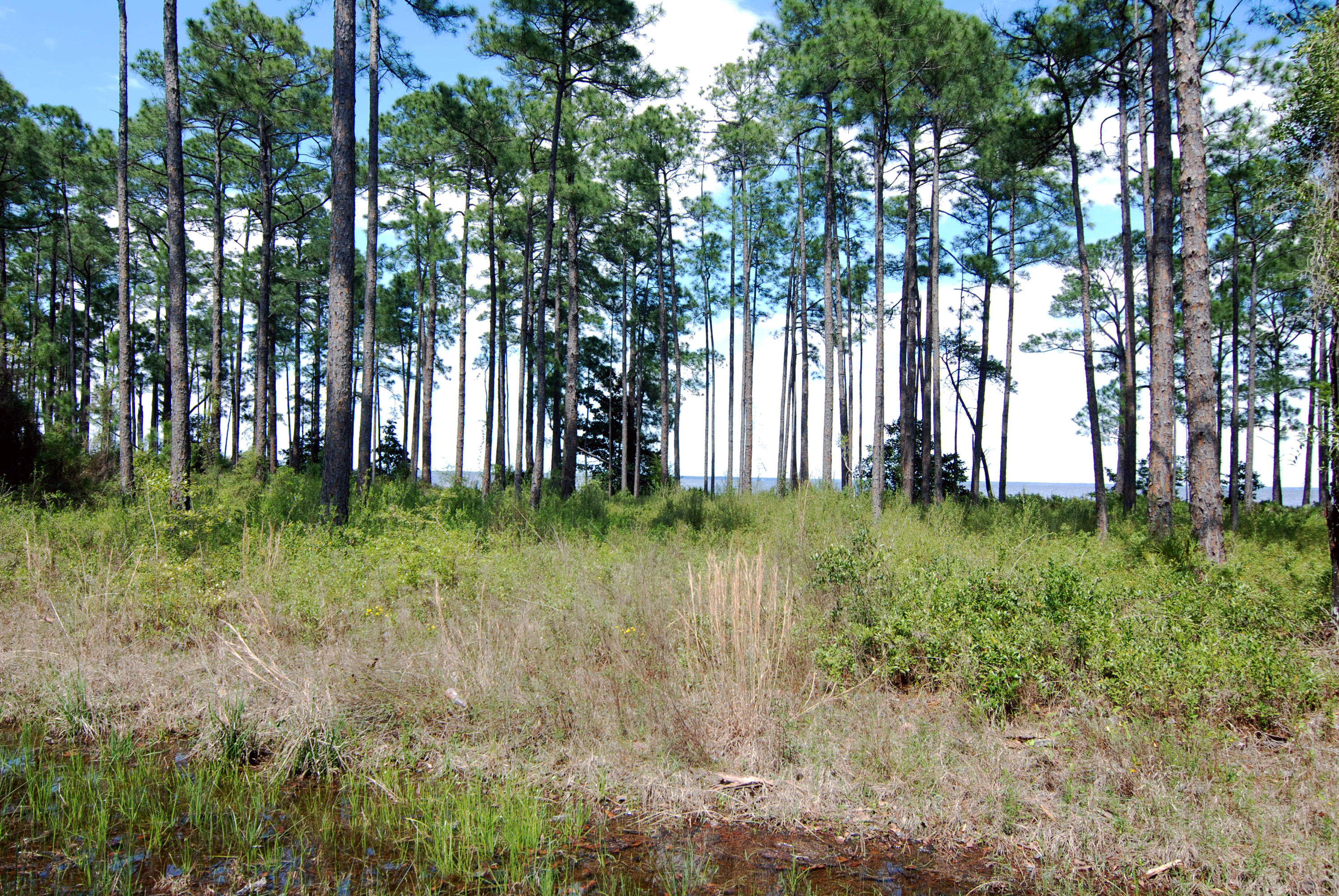 DRIFTWOOD ESTATES - Land