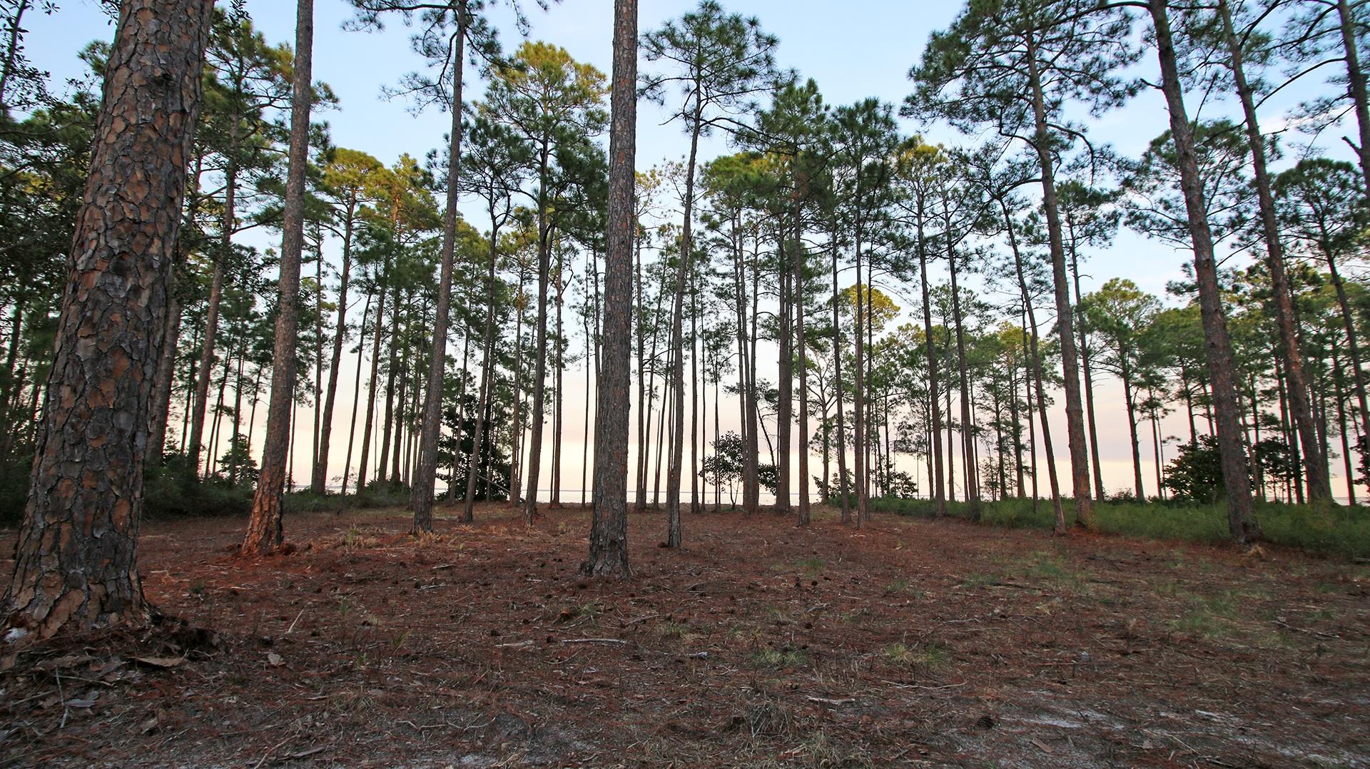 DRIFTWOOD ESTATES - Land