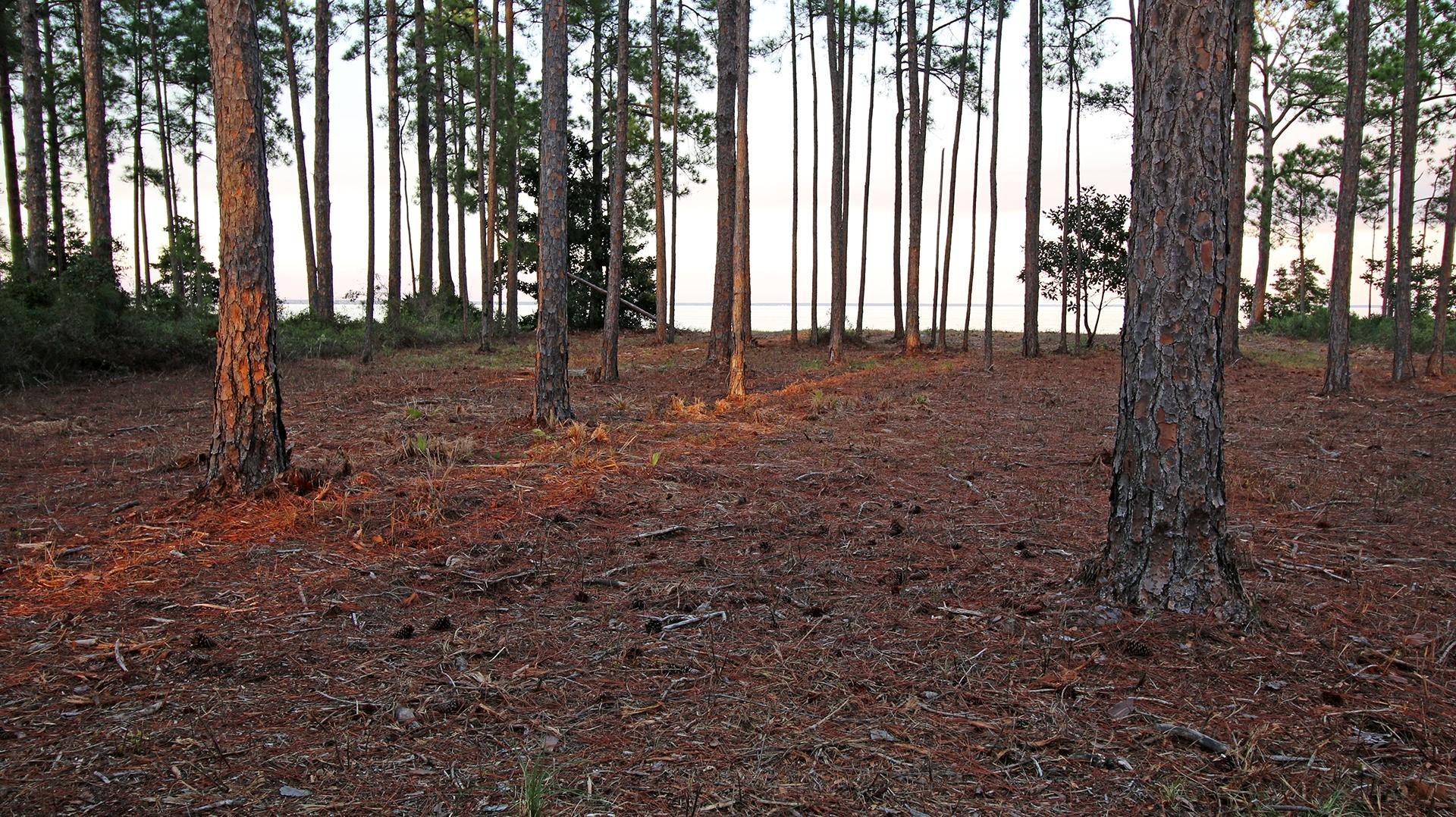 DRIFTWOOD ESTATES - Land