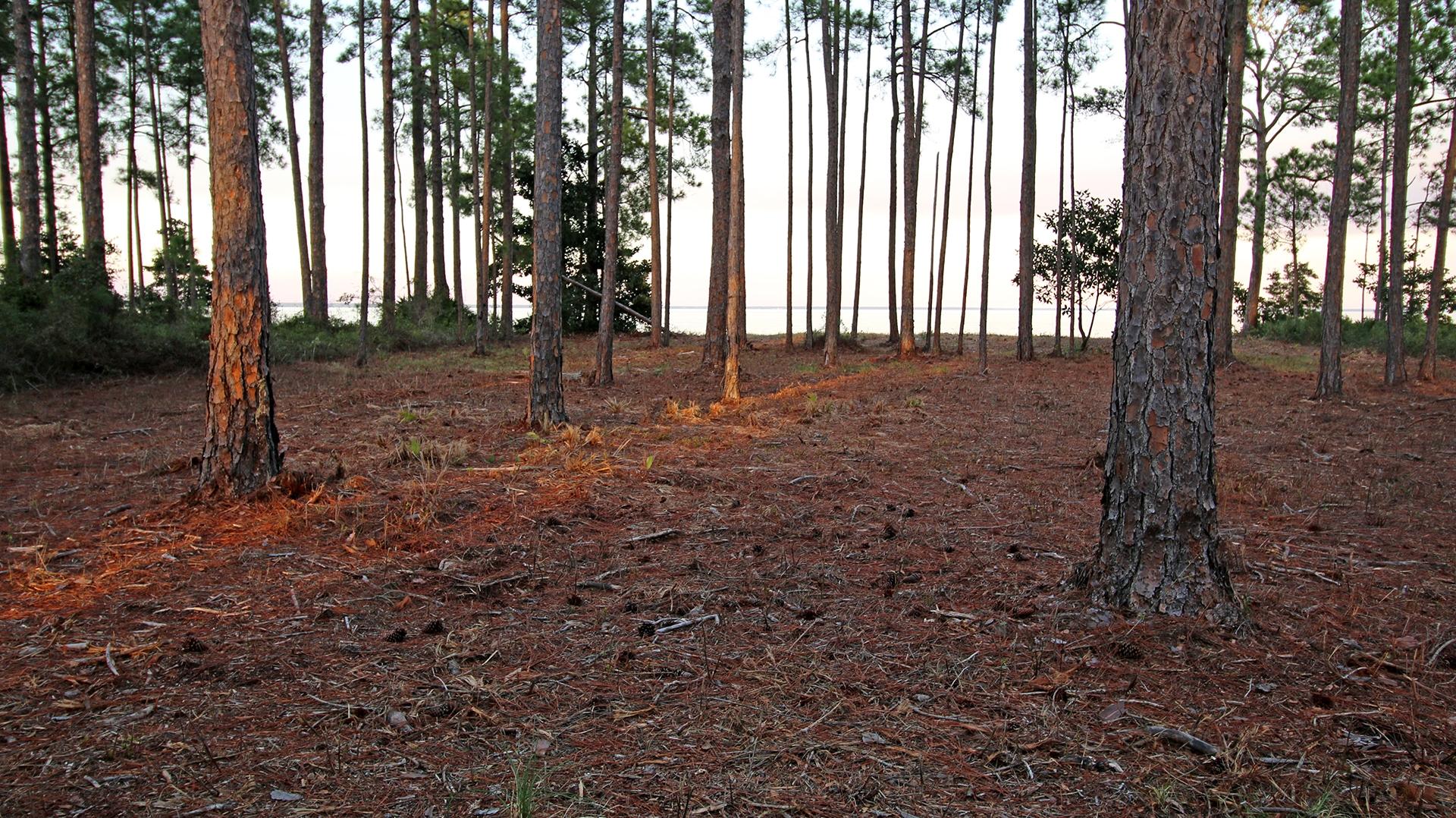 DRIFTWOOD ESTATES - Land