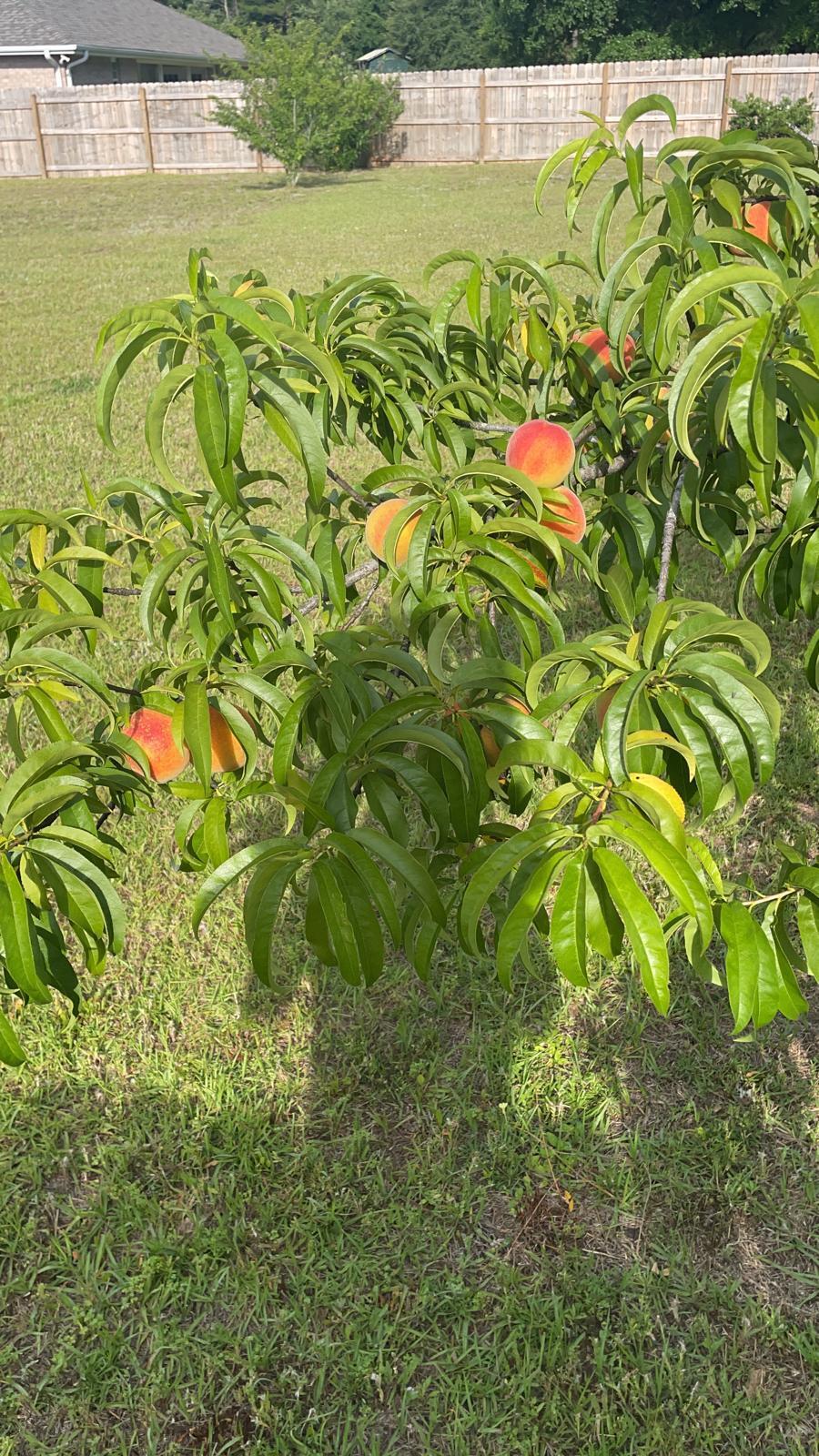 KYNDALL RIDGE - Residential